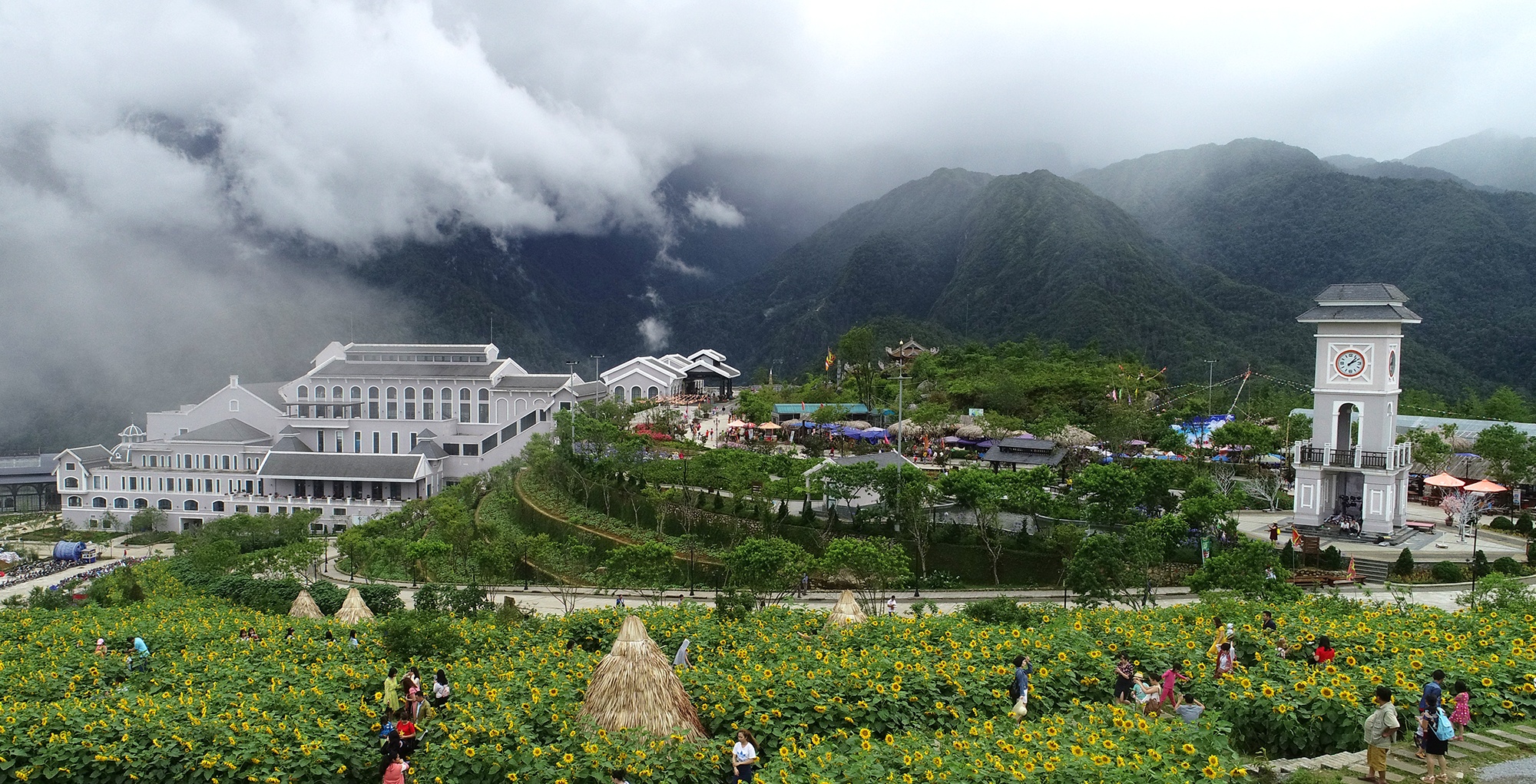 canh dong hoa huong duong o Fansipan anh 2