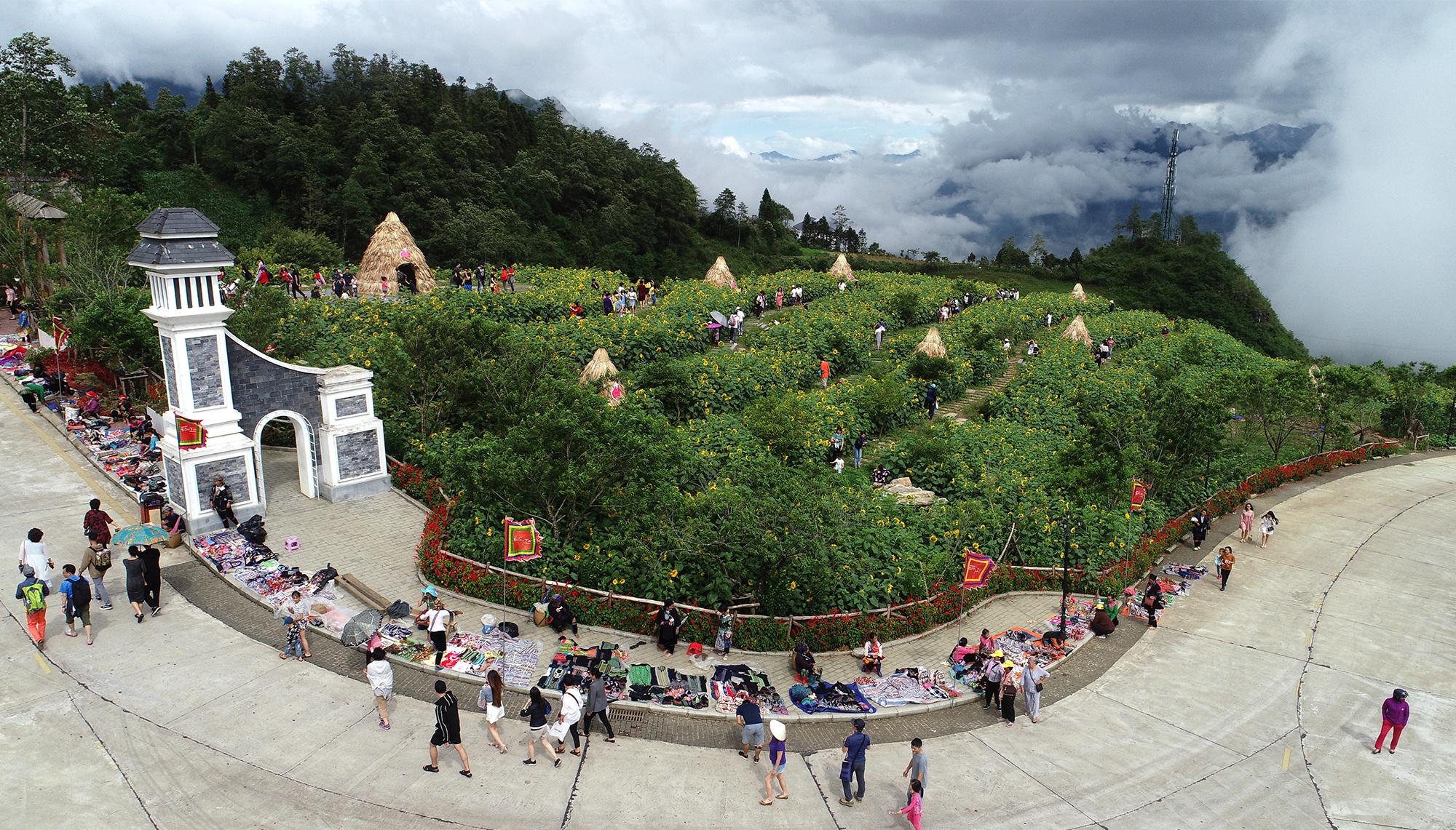 canh dong hoa huong duong o Fansipan anh 3