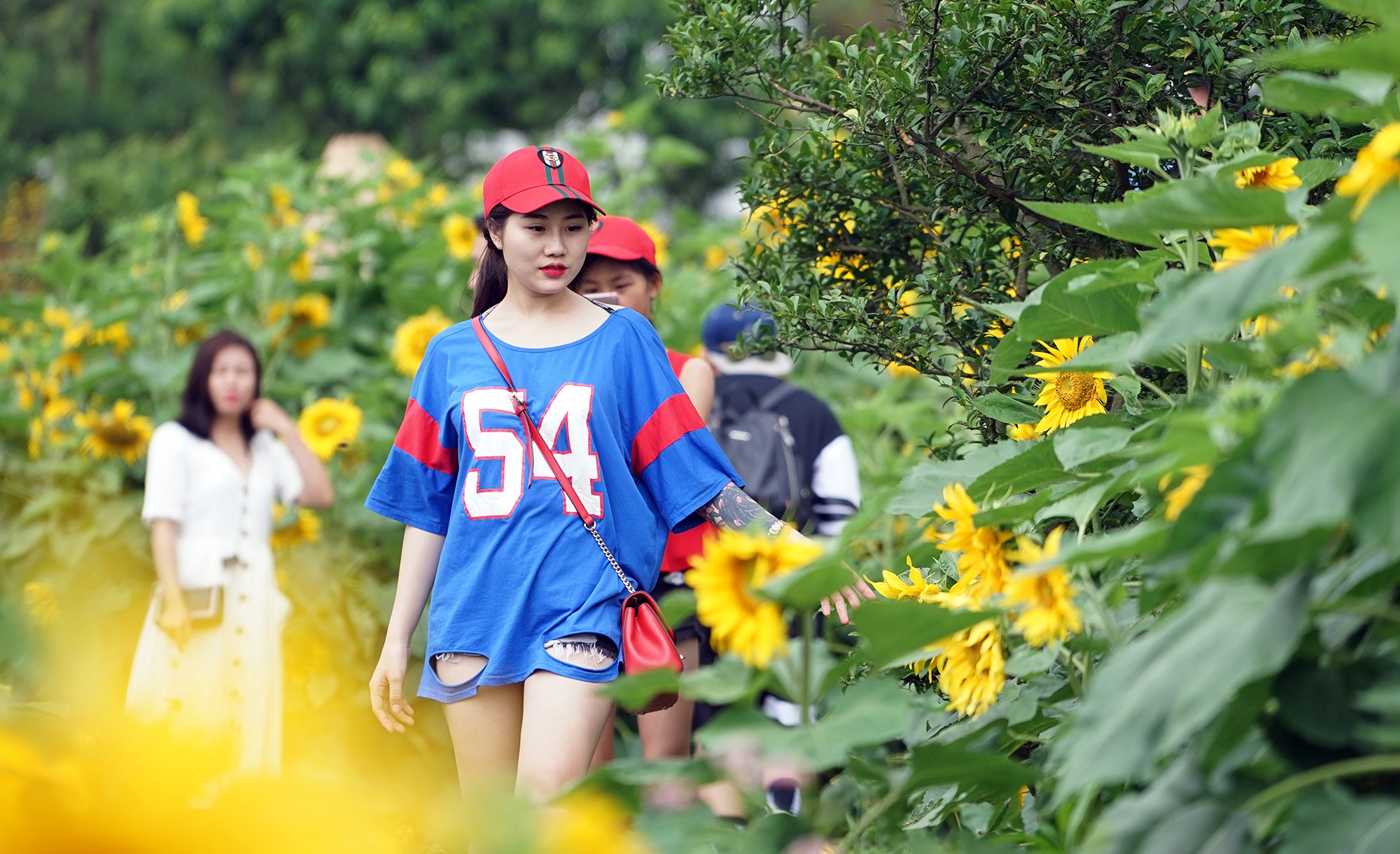 canh dong hoa huong duong o Fansipan anh 7