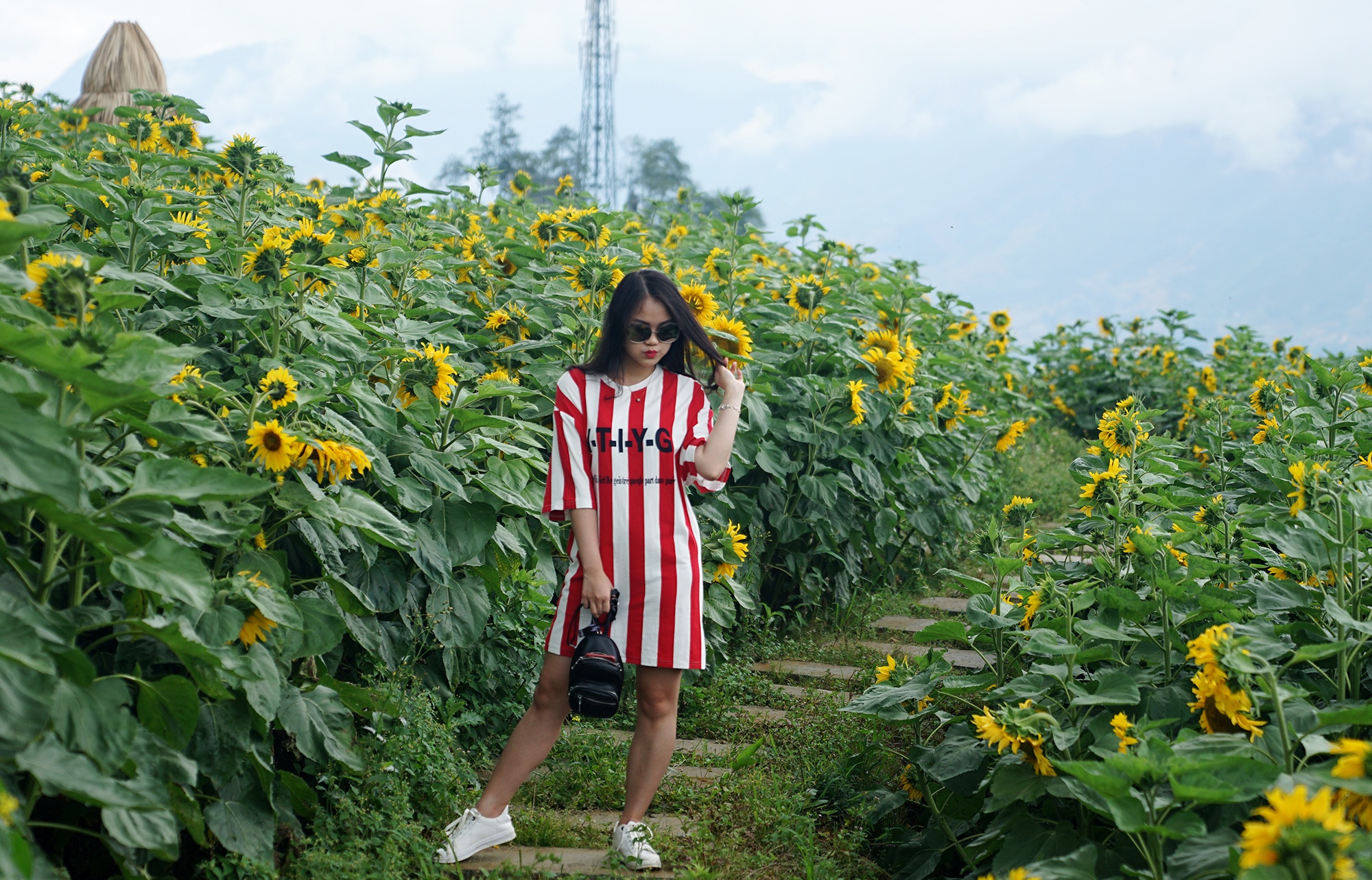 canh dong hoa huong duong o Fansipan anh 8