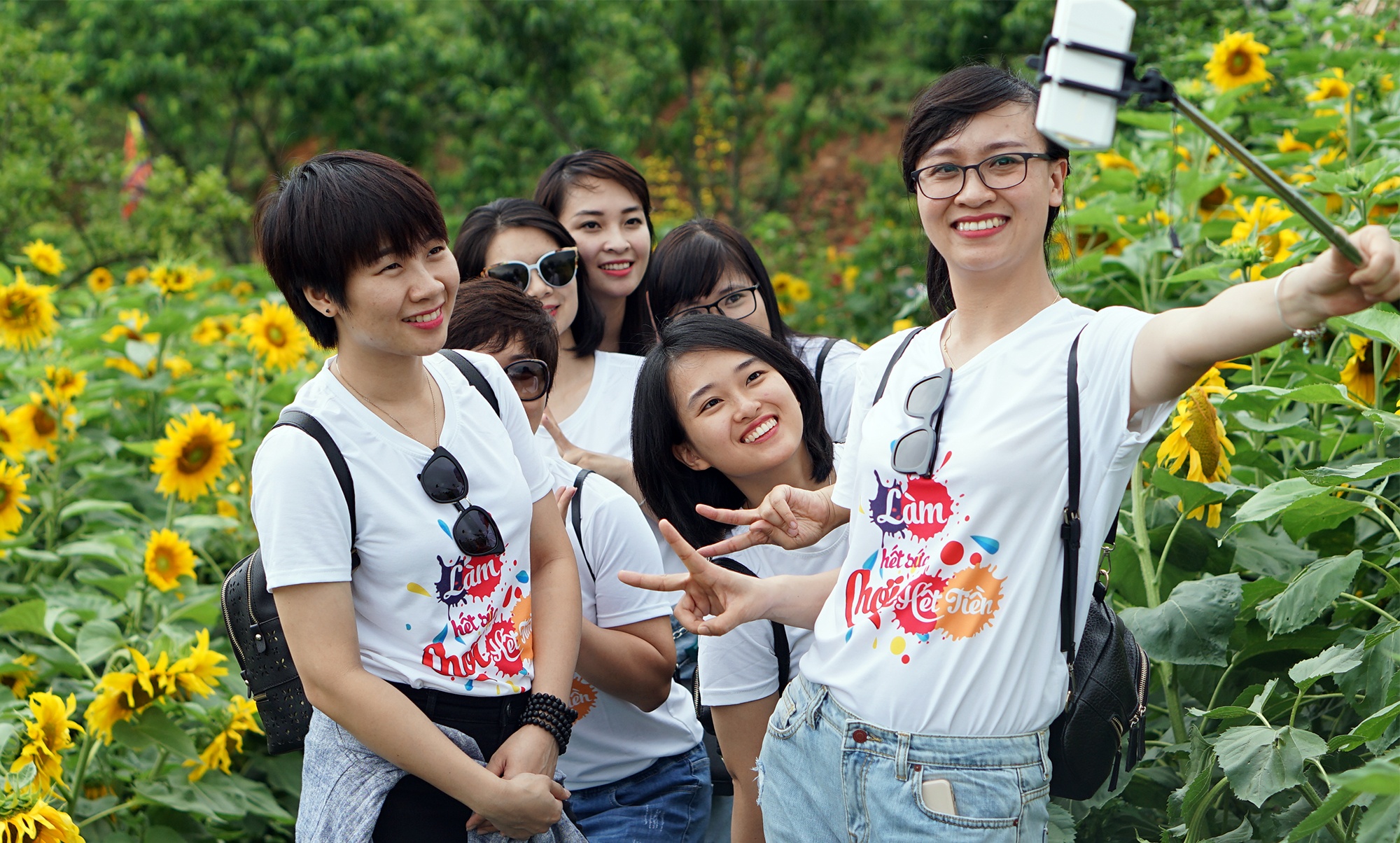 canh dong hoa huong duong o Fansipan anh 1