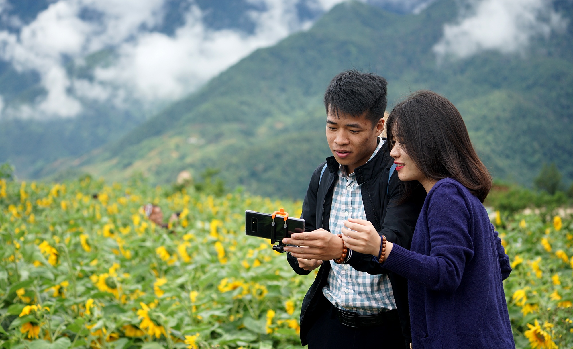 canh dong hoa huong duong o Fansipan anh 4