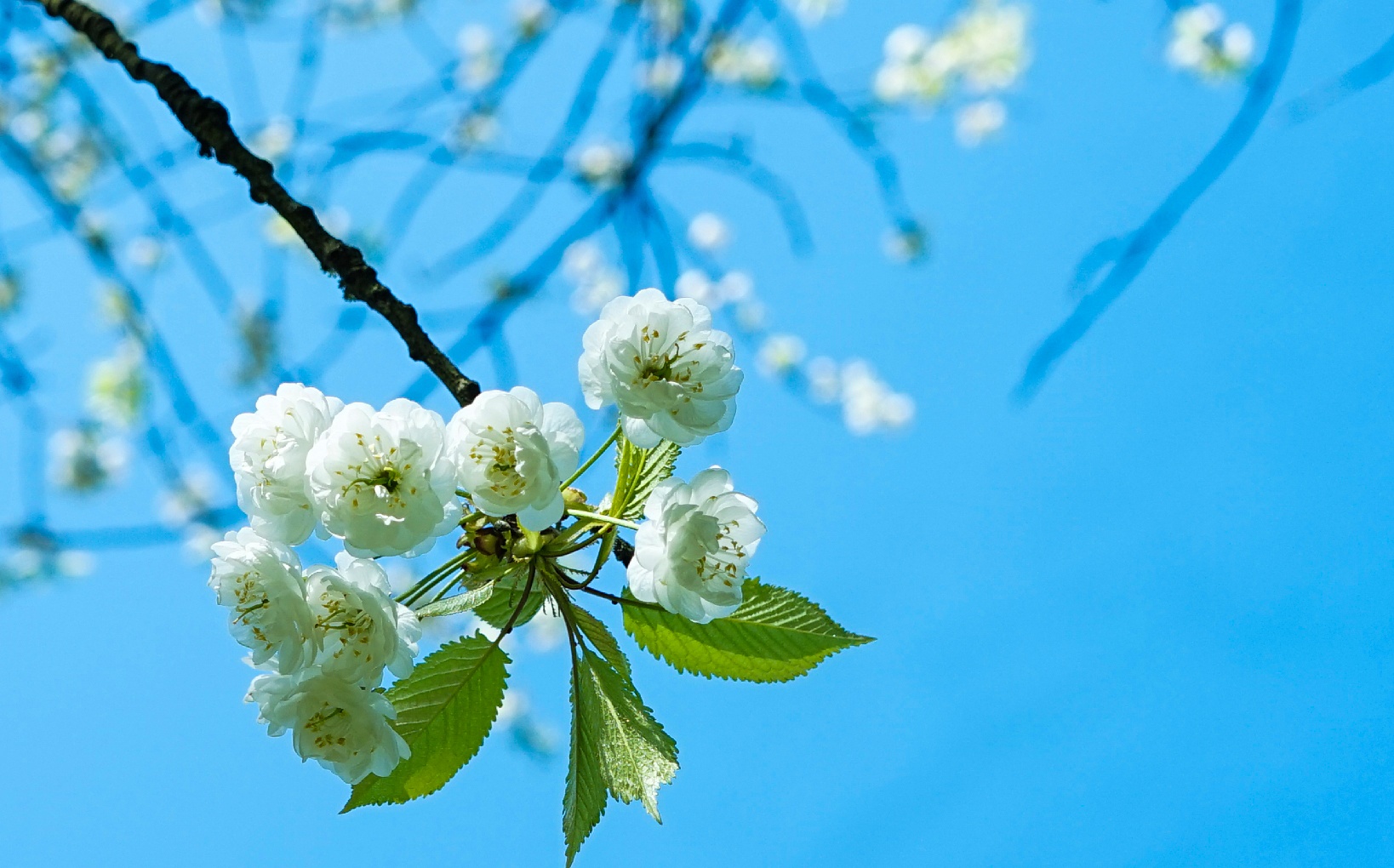 chau Au dep nhu co tich anh 13