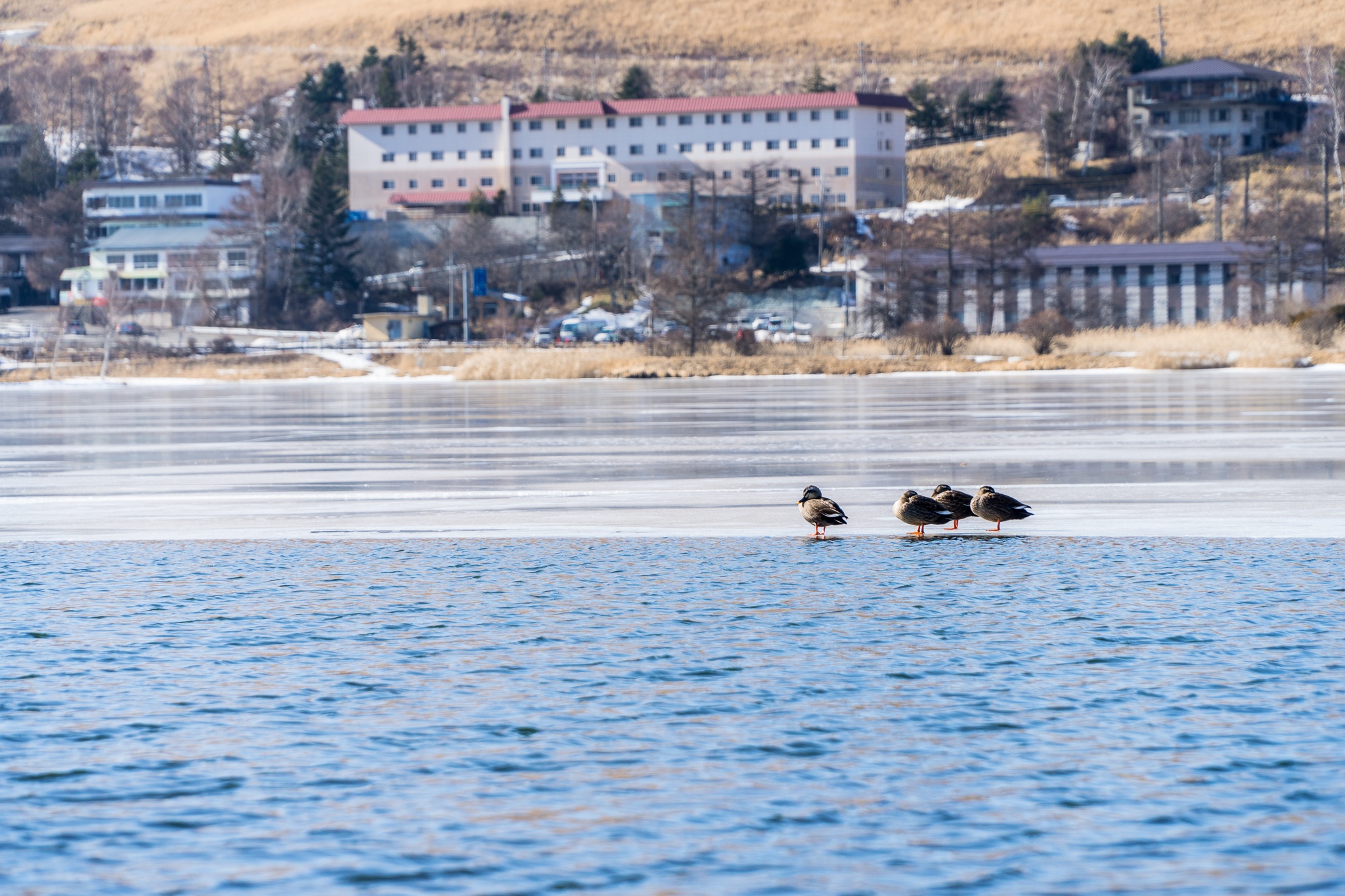 du hoc sinh Nhat Ban anh 8