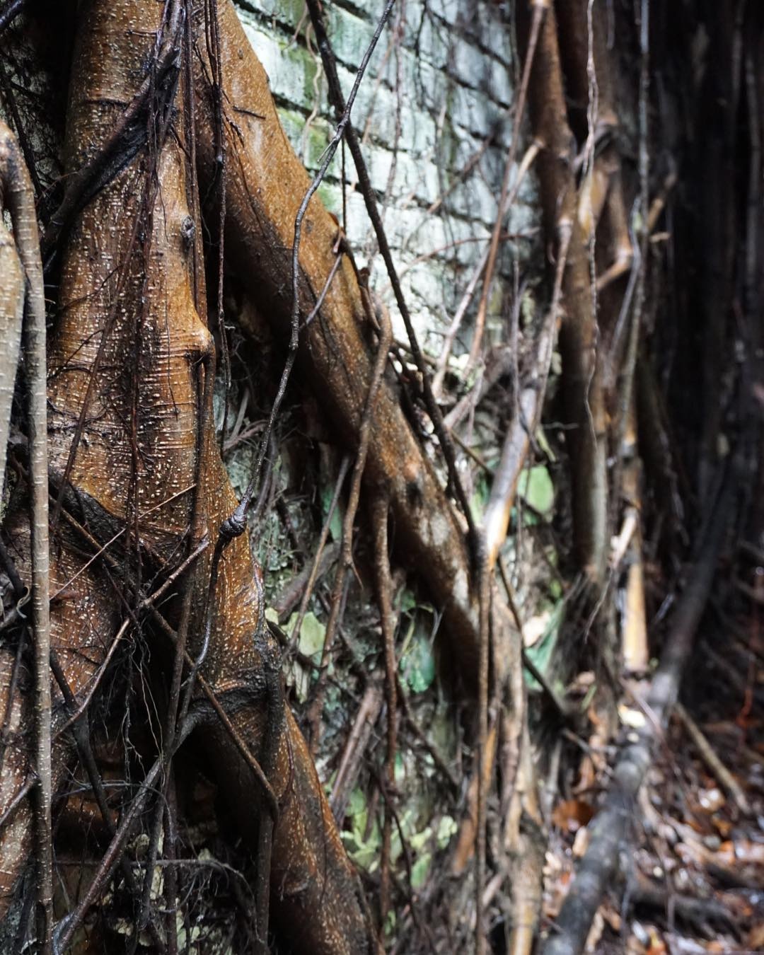 du lịch Đài Nam ảnh 15 du lich Dai Nam anh 15