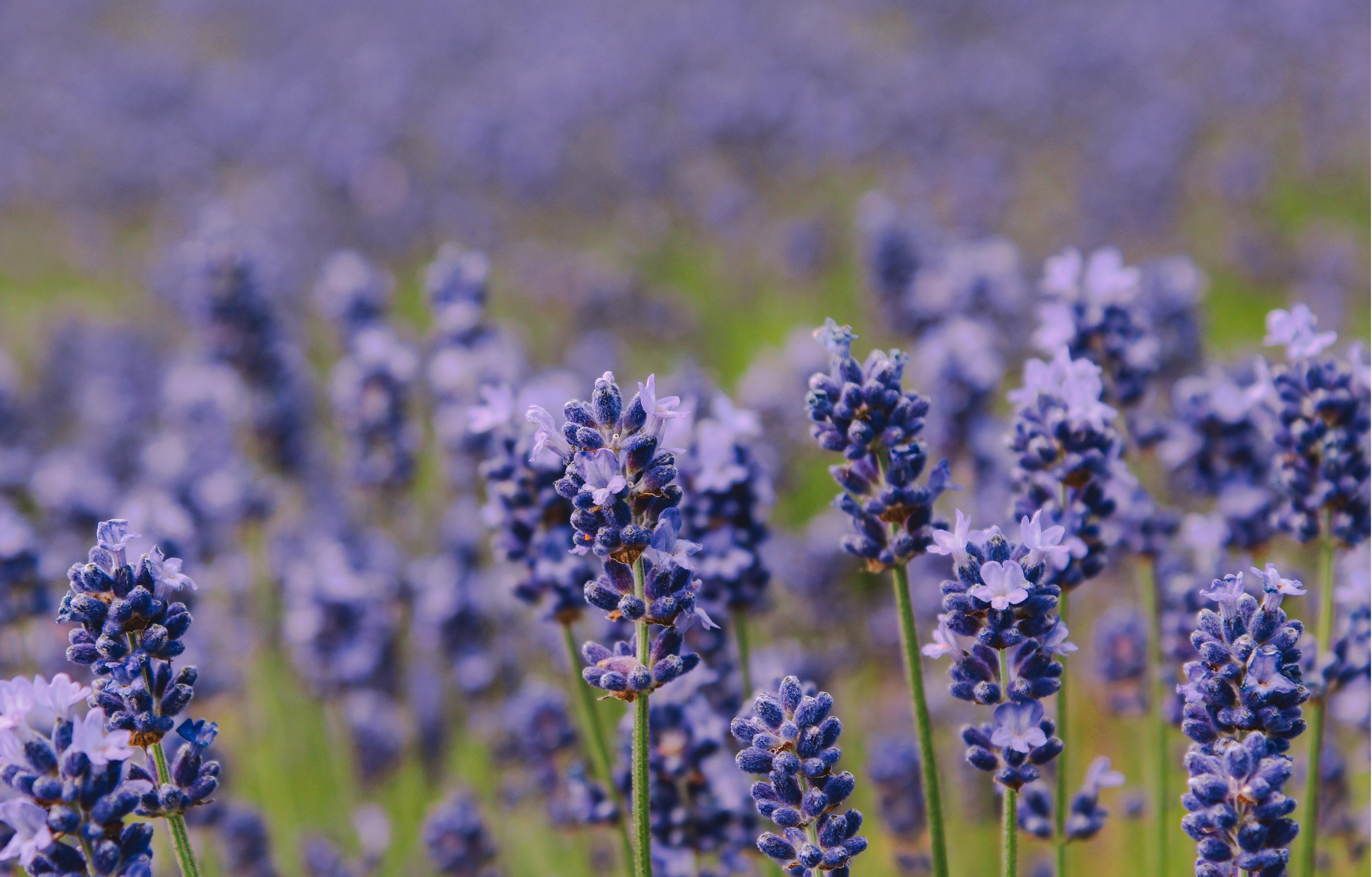 oai huong o Furano anh 10