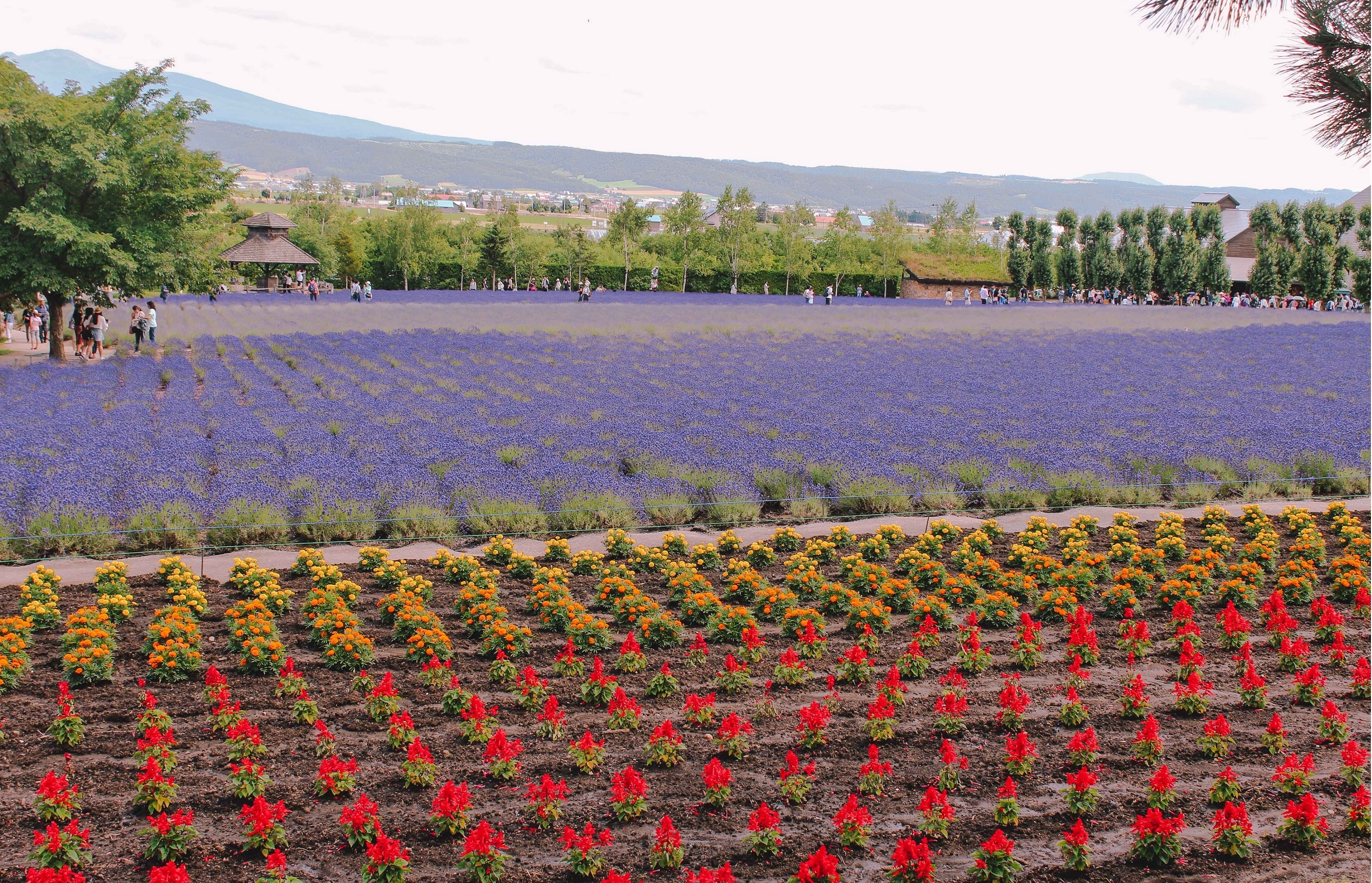 oai huong o Furano anh 4