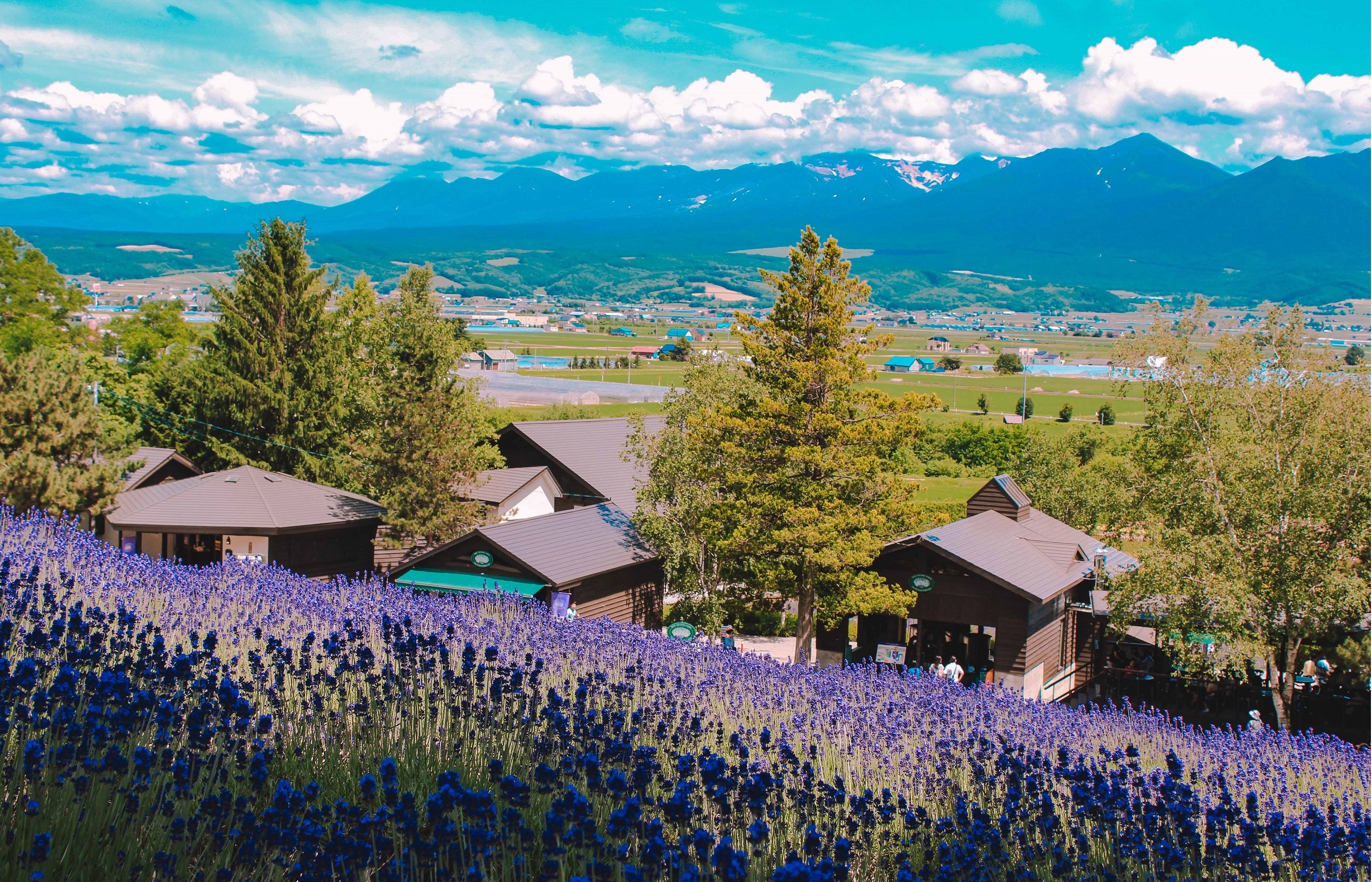 oai huong o Furano anh 5