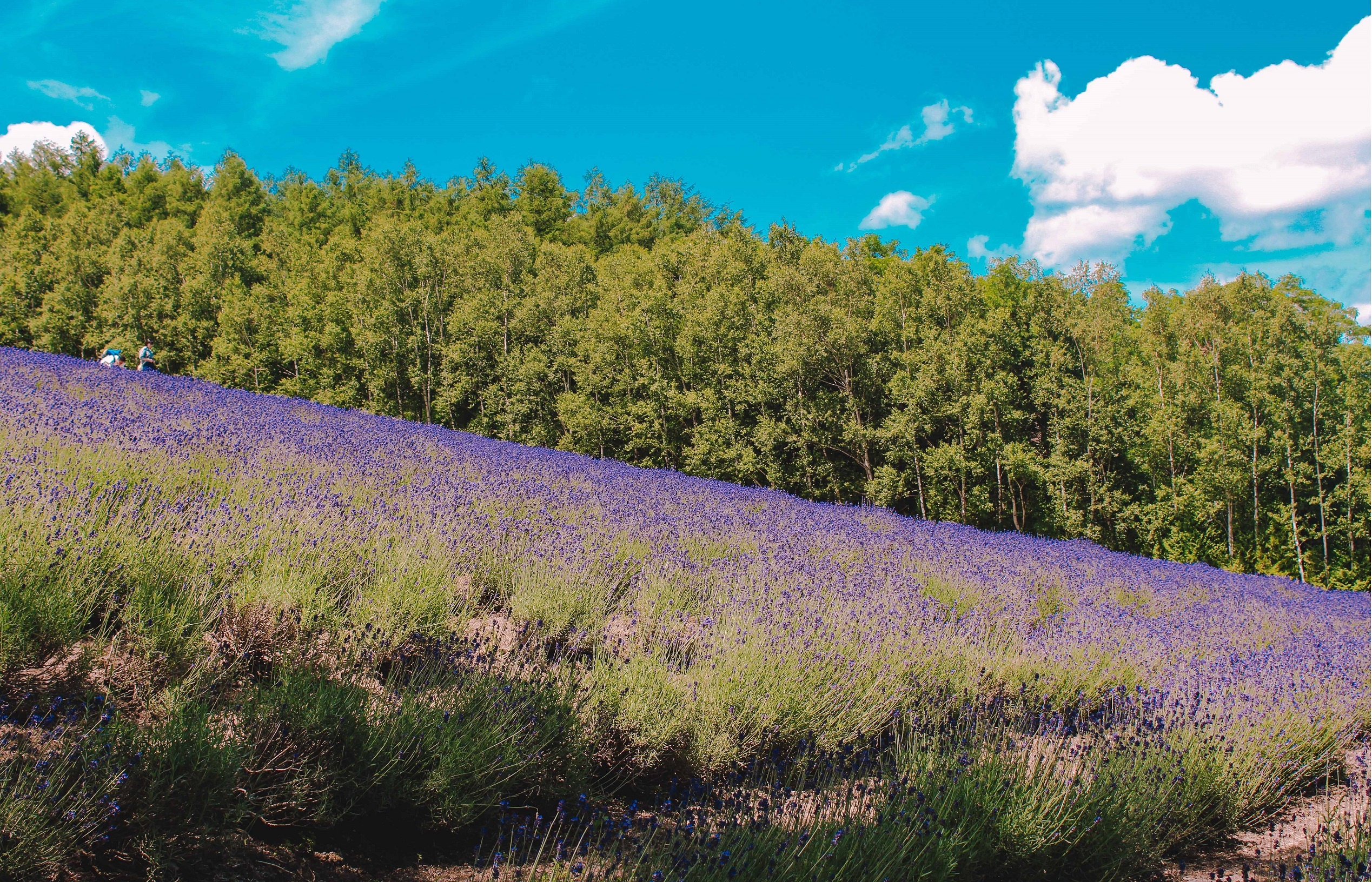 oai huong o Furano anh 3