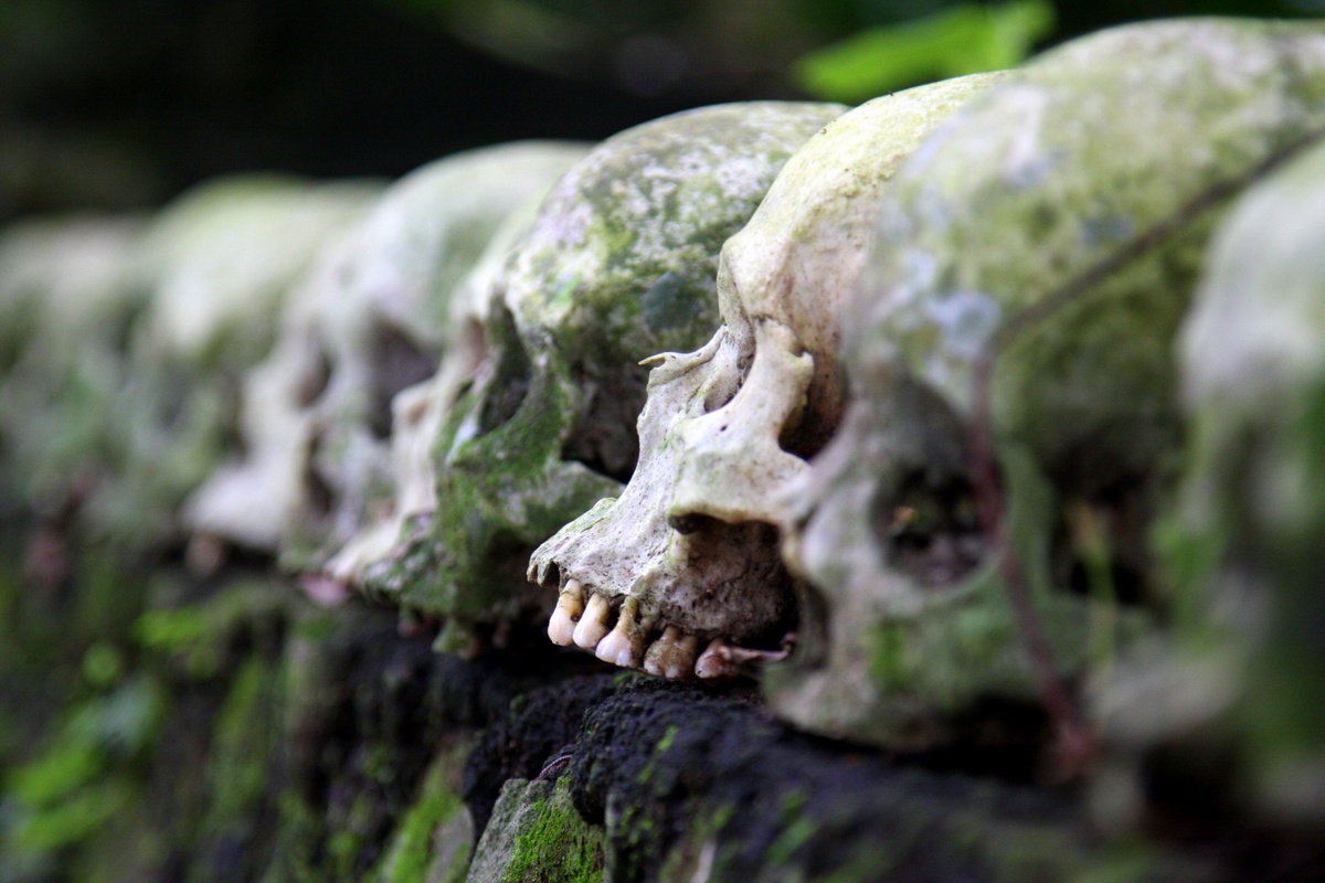 Tuc phoi thay nguoi chet trong long tre tren dao Bali hinh anh