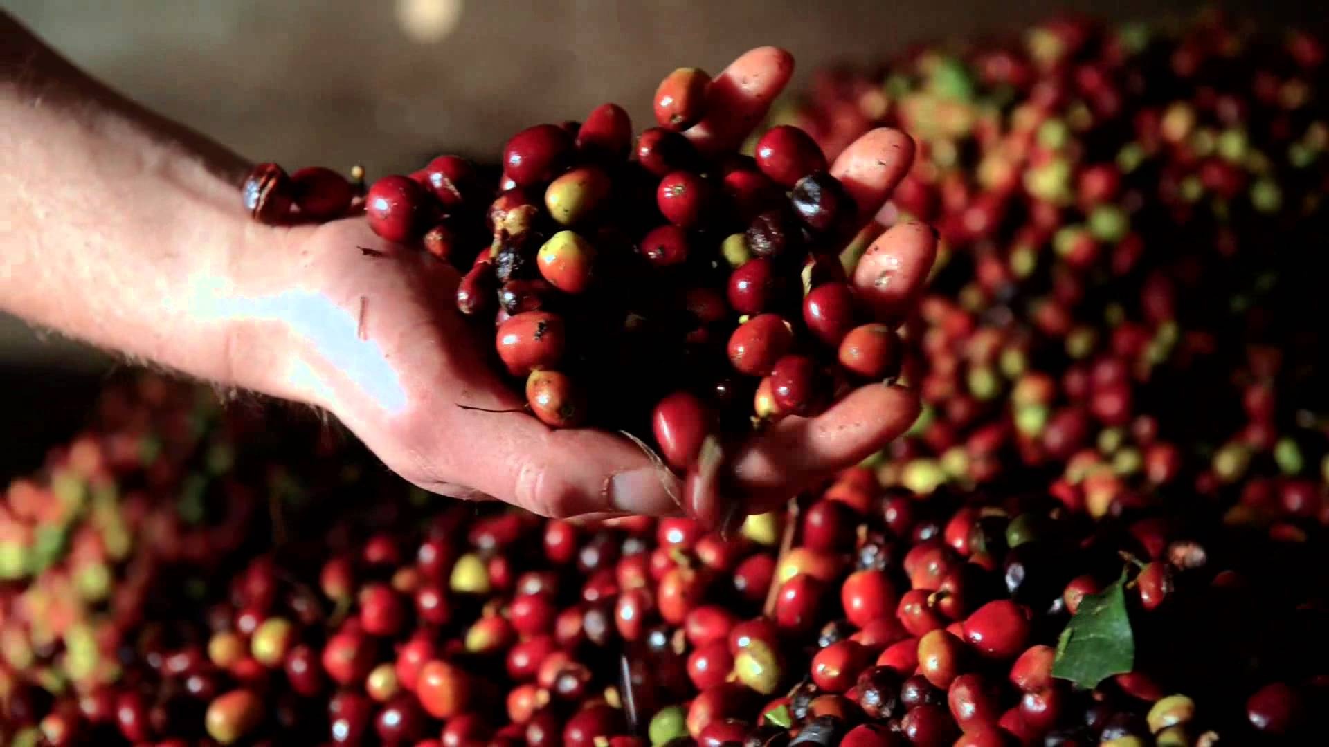 ngôn ngữ được nói ở Indonesia ảnh 5 ngon ngu duoc noi o Indonesia anh 5