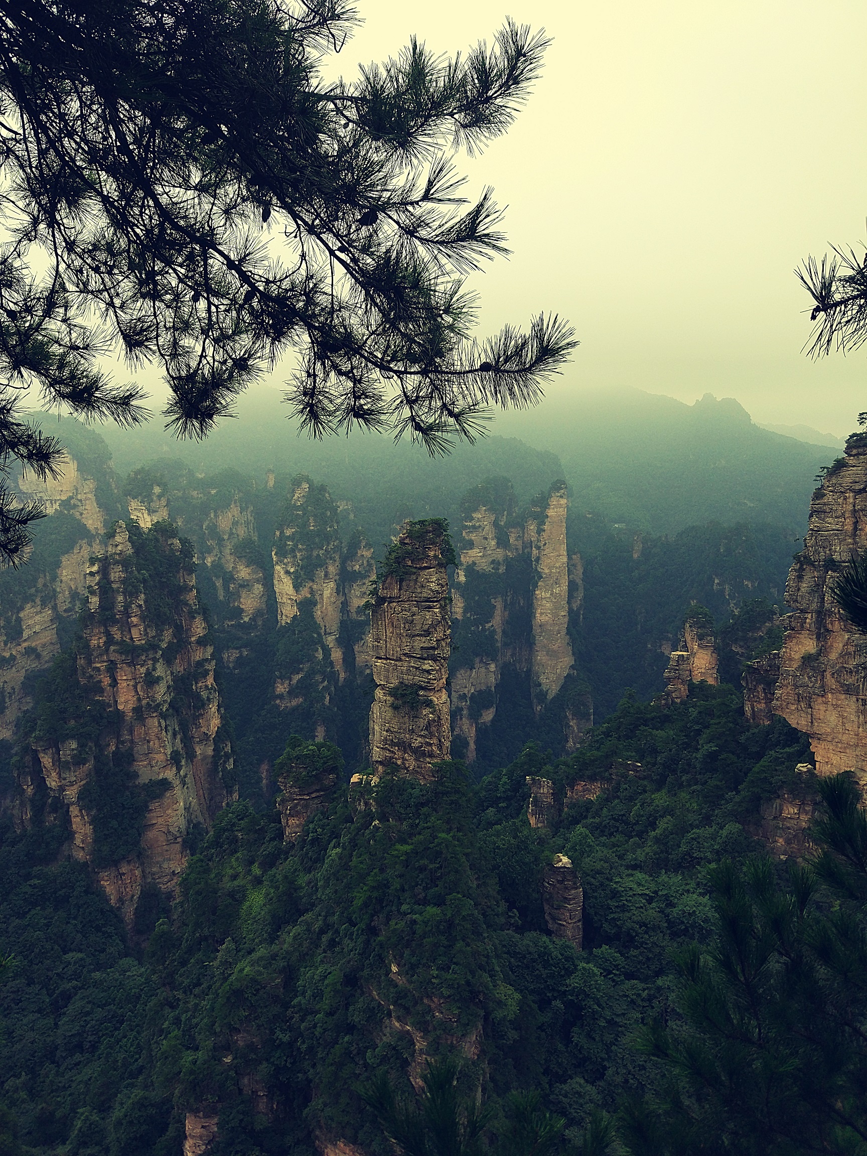 Phuong Hoang Co Tran anh 9