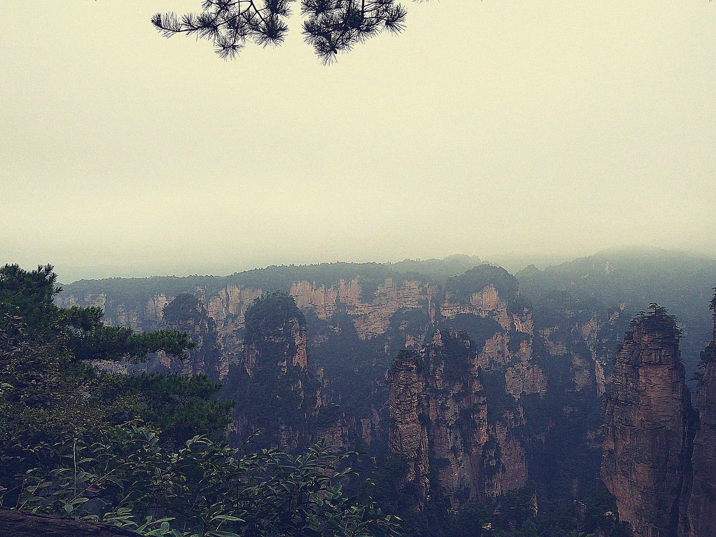 Phuong Hoang Co Tran anh 11