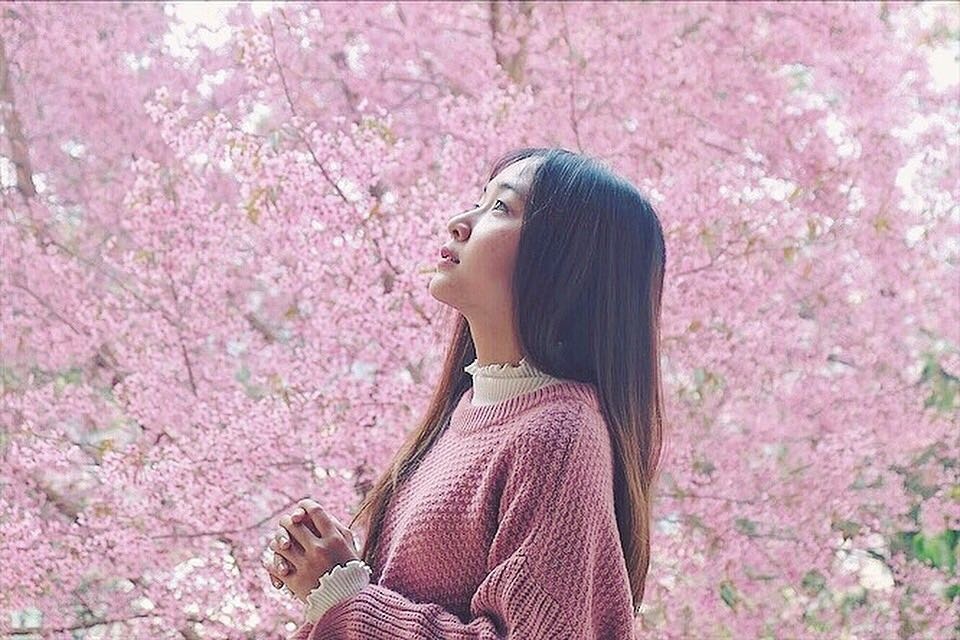 De ngam hoa mai anh dao, nen di Da Lat vao thang 12 hay thang 1? hinh anh