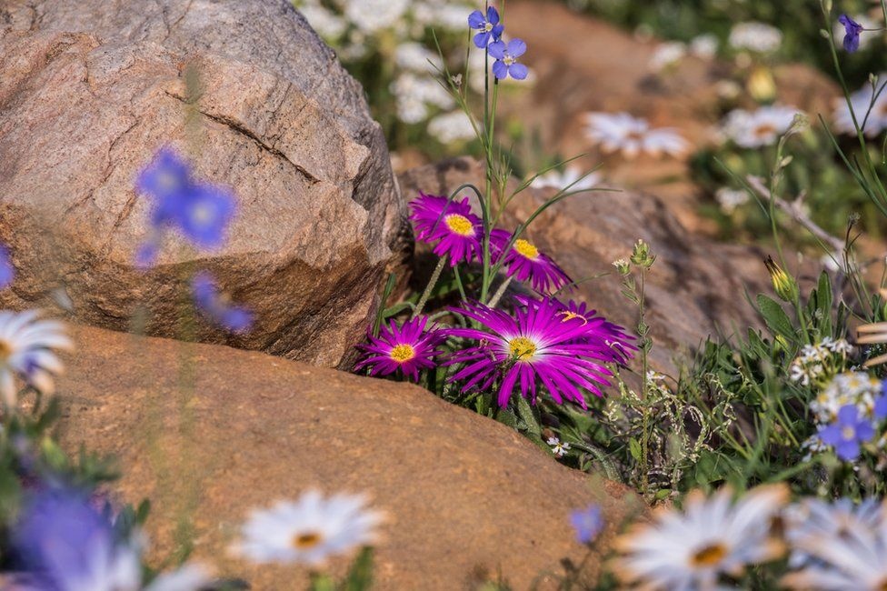 biển hoa phủ kín hoang mạc ảnh 6 bien hoa phu kin hoang mac anh 6