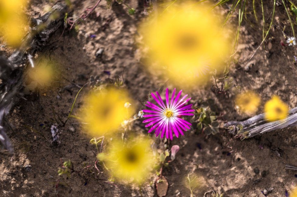 biển hoa phủ kín hoang mạc ảnh 9 bien hoa phu kin hoang mac anh 9