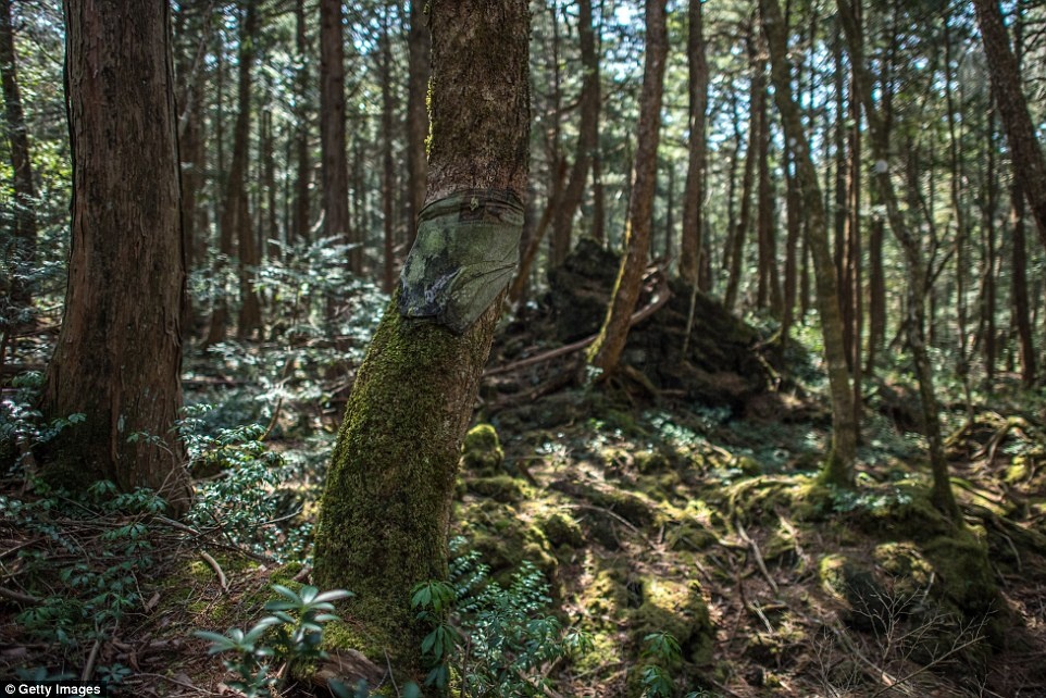 khu rung tu sat o Nhat Ban anh 8