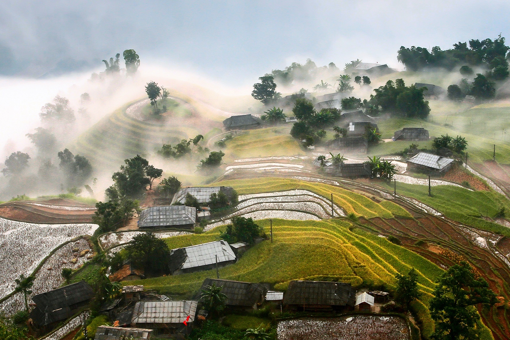 Hoàng Su Phì mùa lúa chín ảnh 1 Hoang Su Phi mua lua chin anh 1