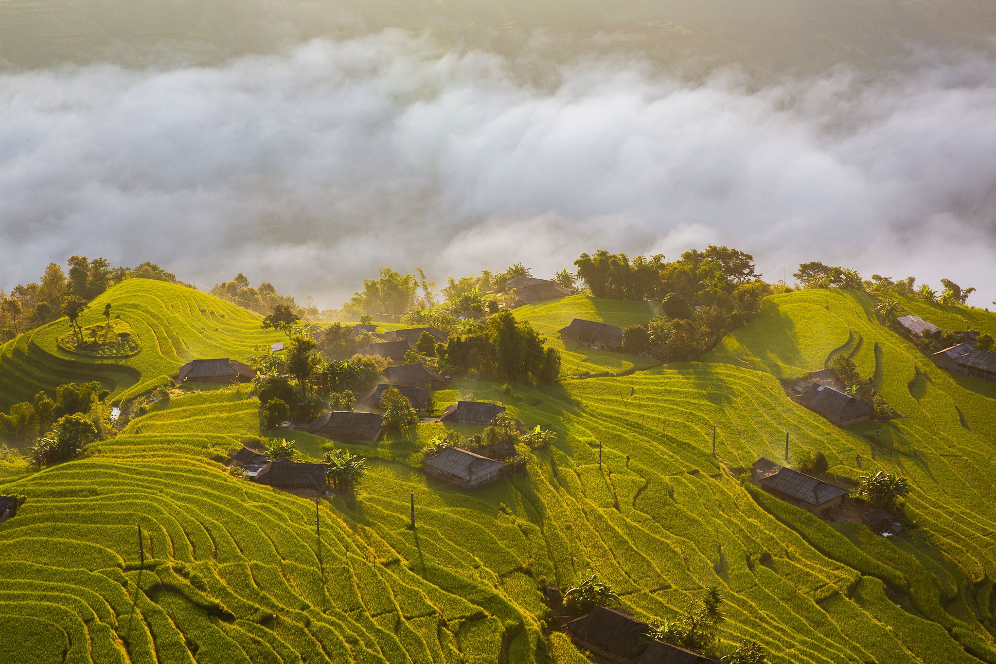 Hoàng Su Phì mùa lúa chín ảnh 4 Hoang Su Phi mua lua chin anh 4