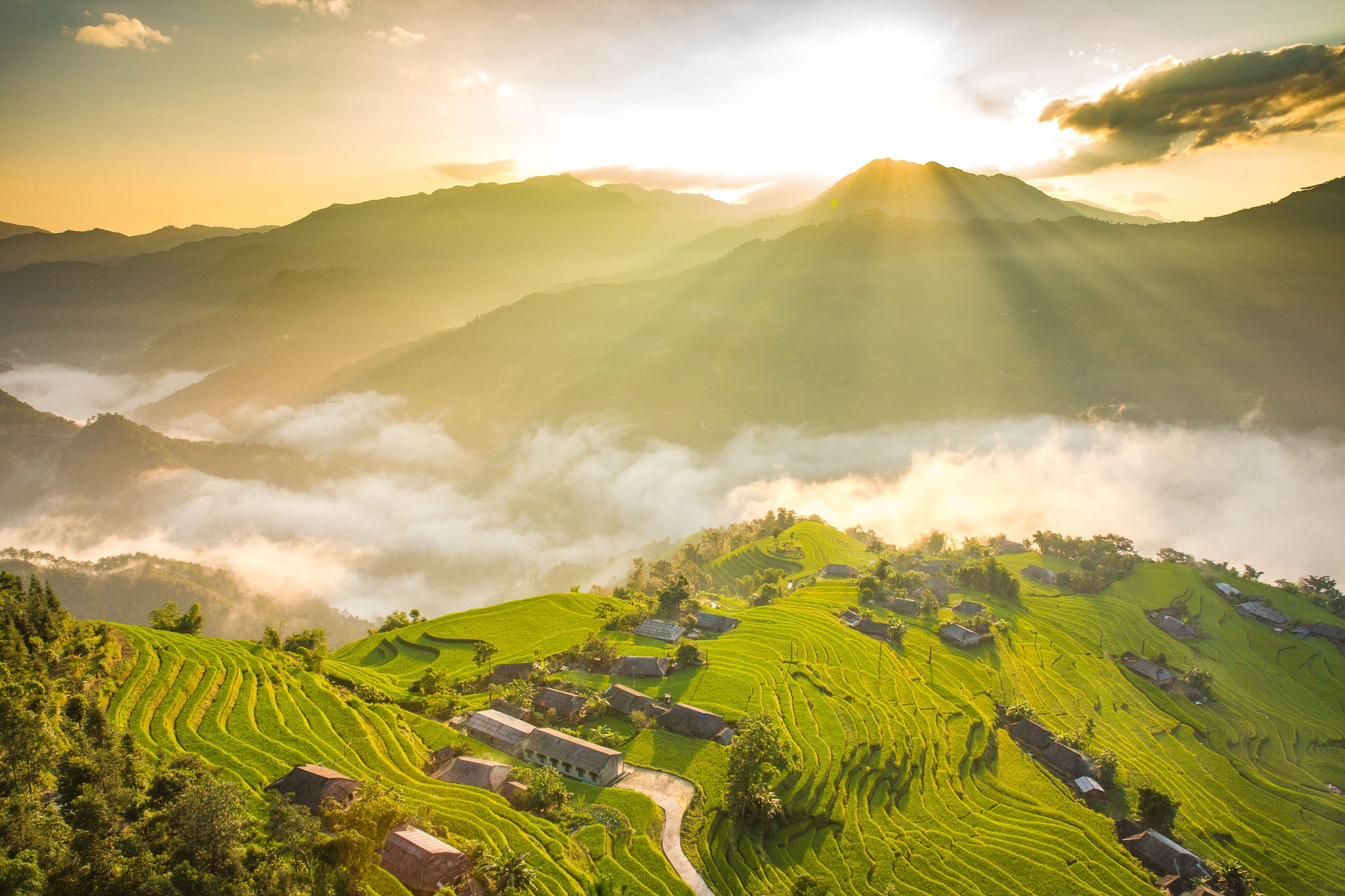 Hoàng Su Phì mùa lúa chín ảnh 5 Hoang Su Phi mua lua chin anh 5