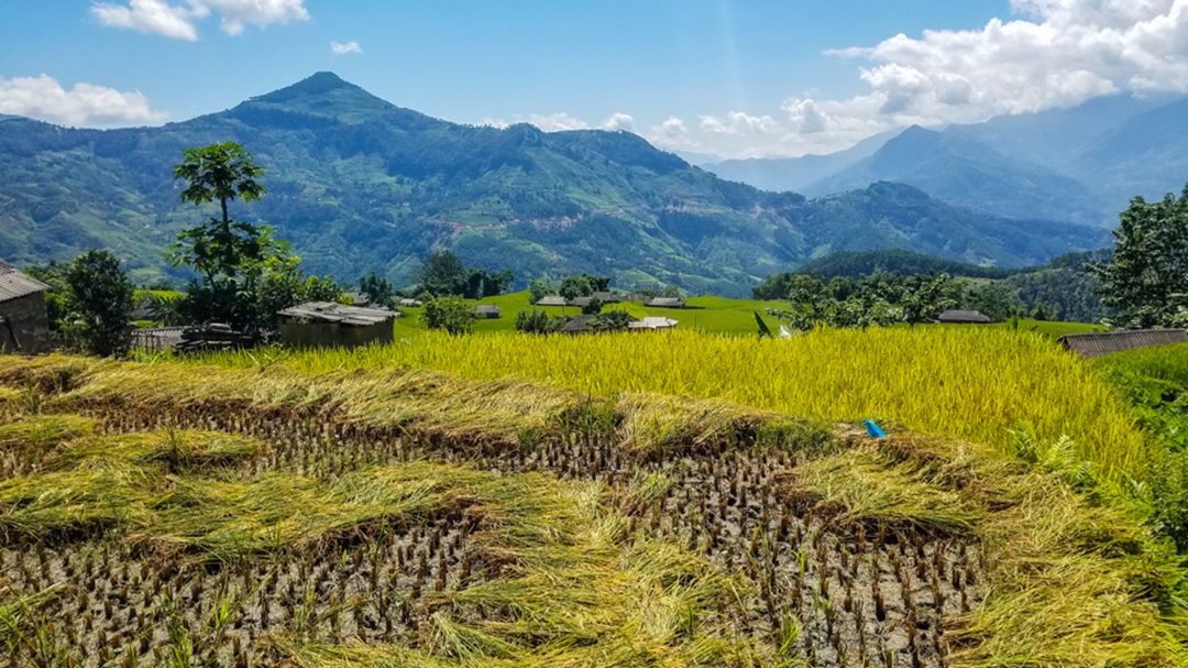 Hoàng Su Phì mùa lúa chín ảnh 6 Hoang Su Phi mua lua chin anh 6