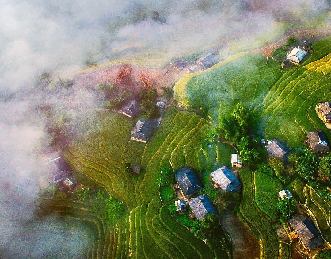 Hoàng Su Phì mùa lúa chín ảnh 3 Hoang Su Phi mua lua chin anh 3