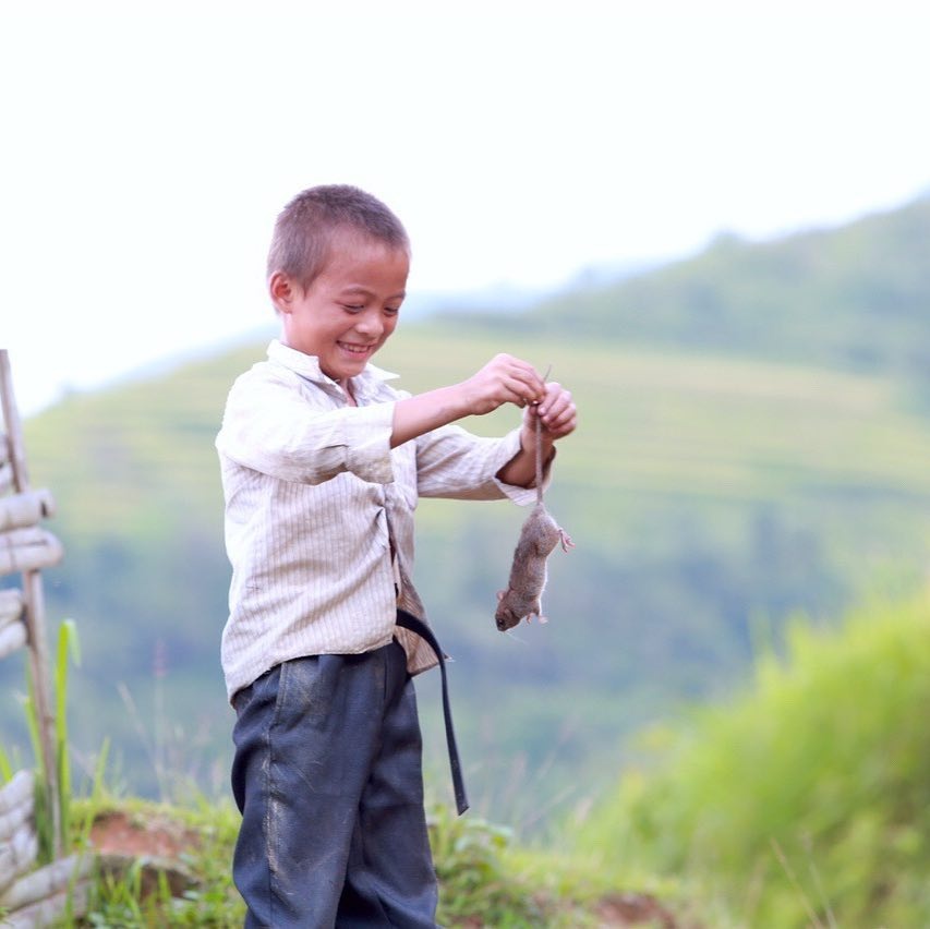 Hoàng Su Phì mùa lúa chín ảnh 9 Hoang Su Phi mua lua chin anh 9
