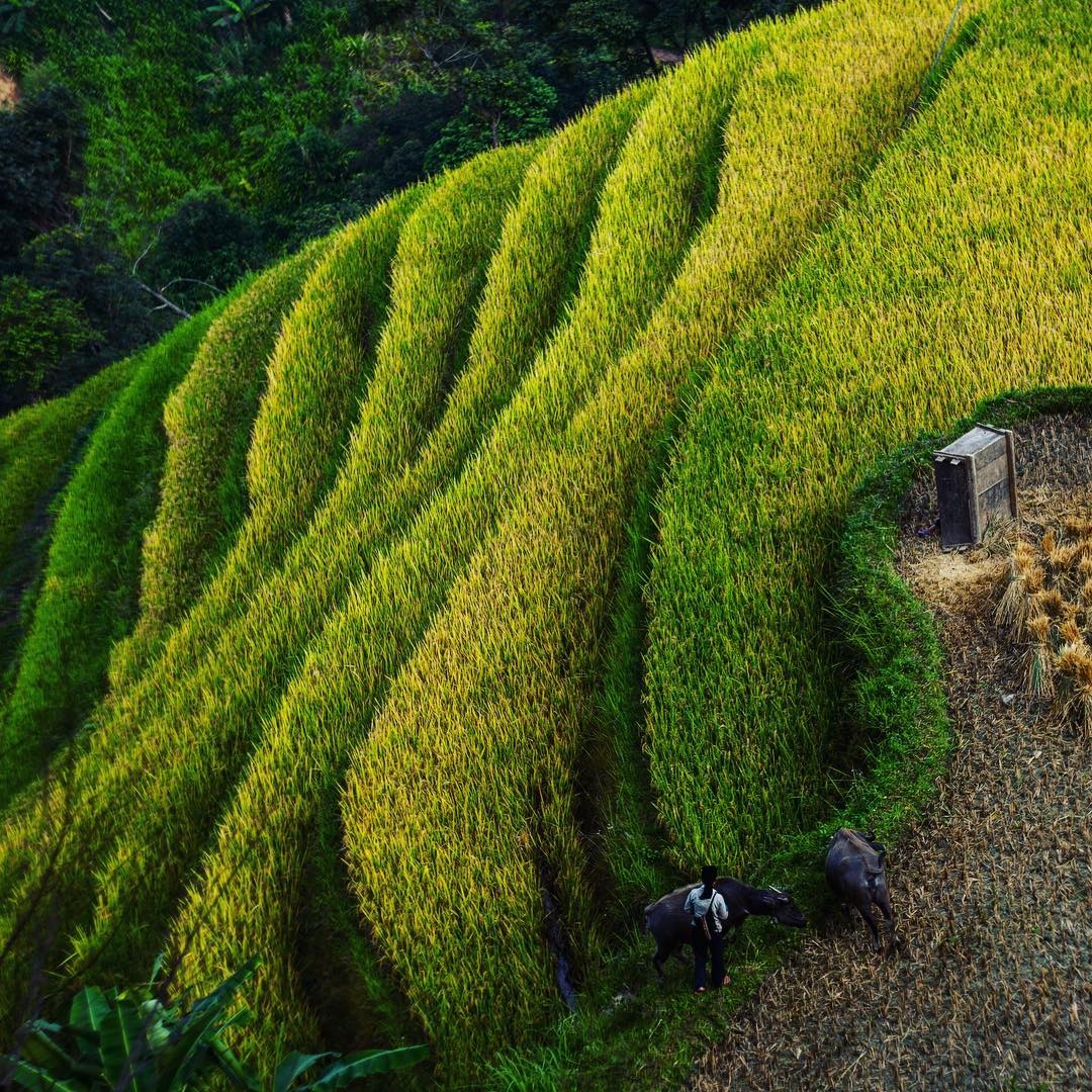 Hoàng Su Phì mùa lúa chín ảnh 10 Hoang Su Phi mua lua chin anh 10