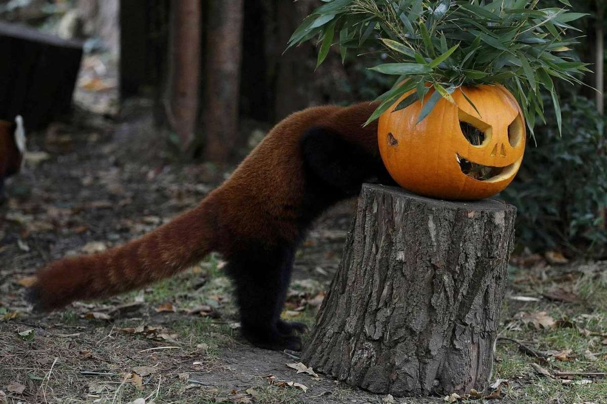 Halloween ảnh 7 Halloween anh 7