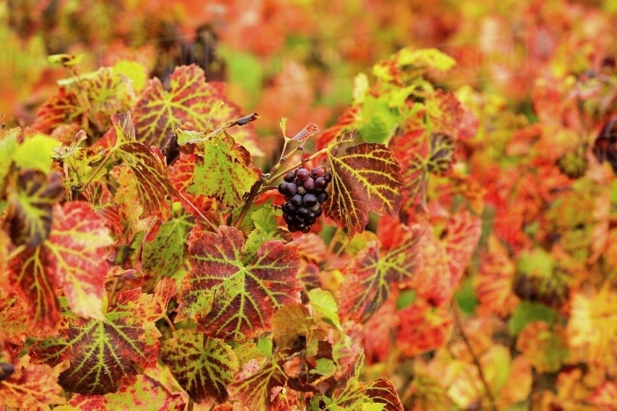 mua thu nuoc Phap anh 5