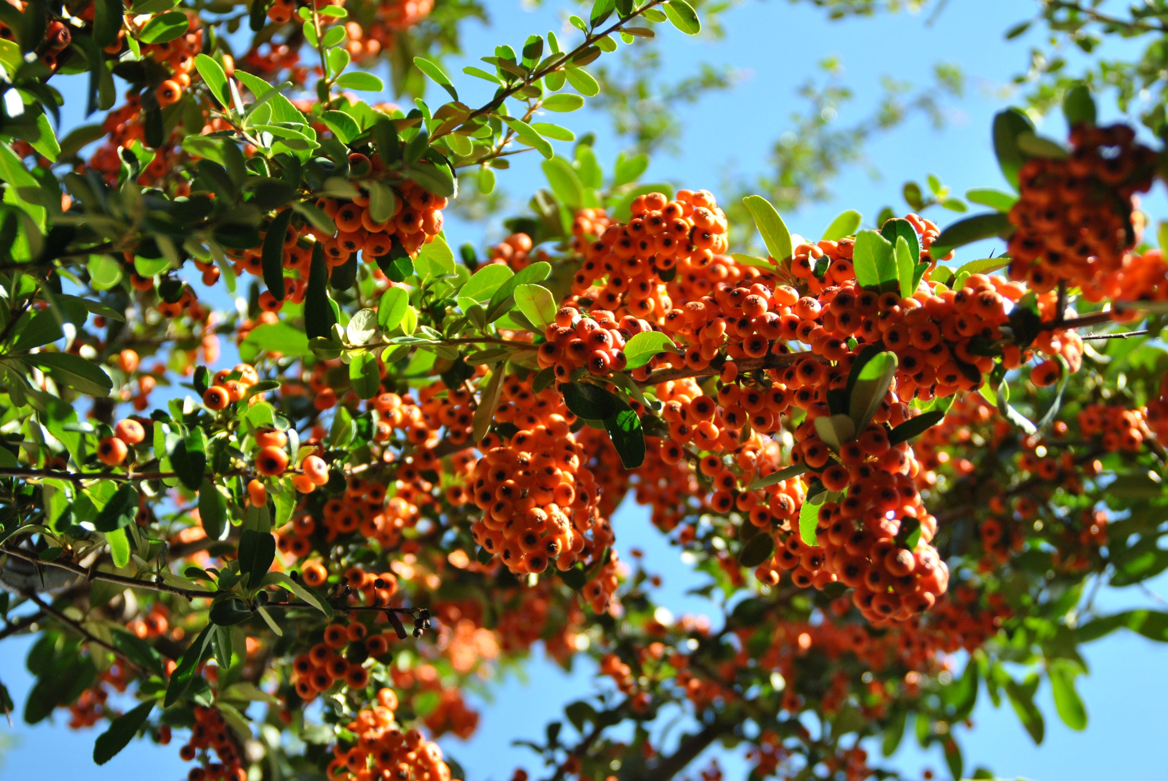 mua thu nuoc Phap anh 7