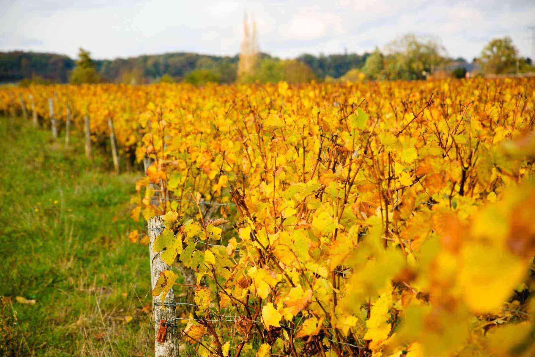 mua thu nuoc Phap anh 9