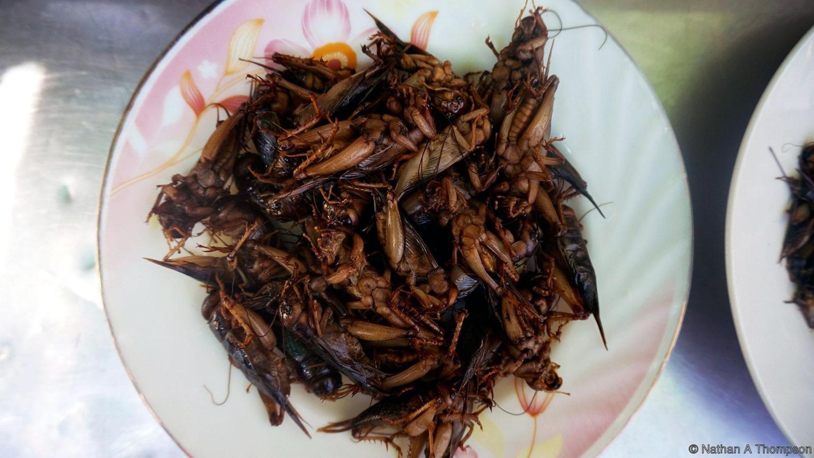 con trung chien gion anh 1