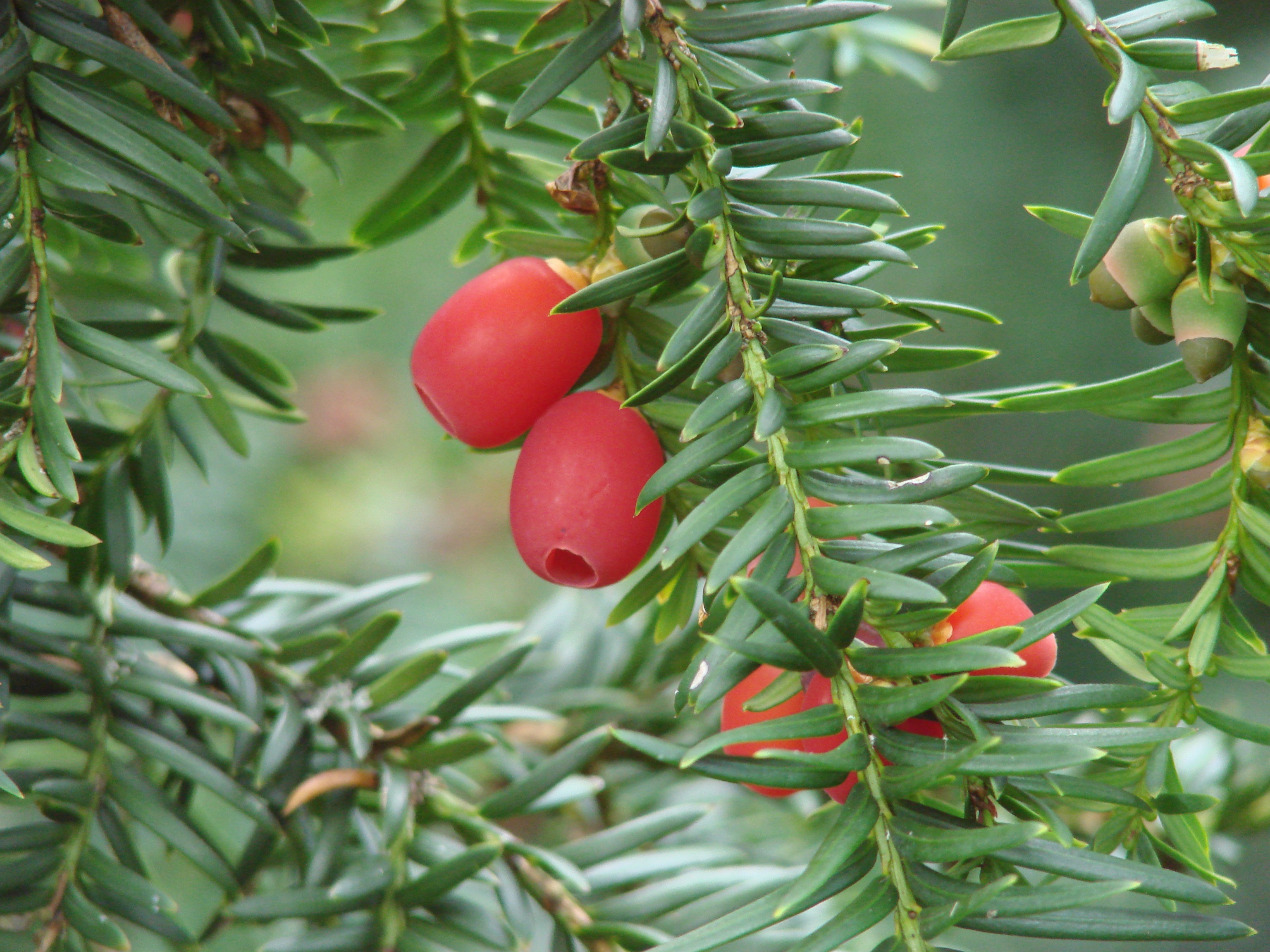 khu vuon nguy hiem nhat the gioi anh 10