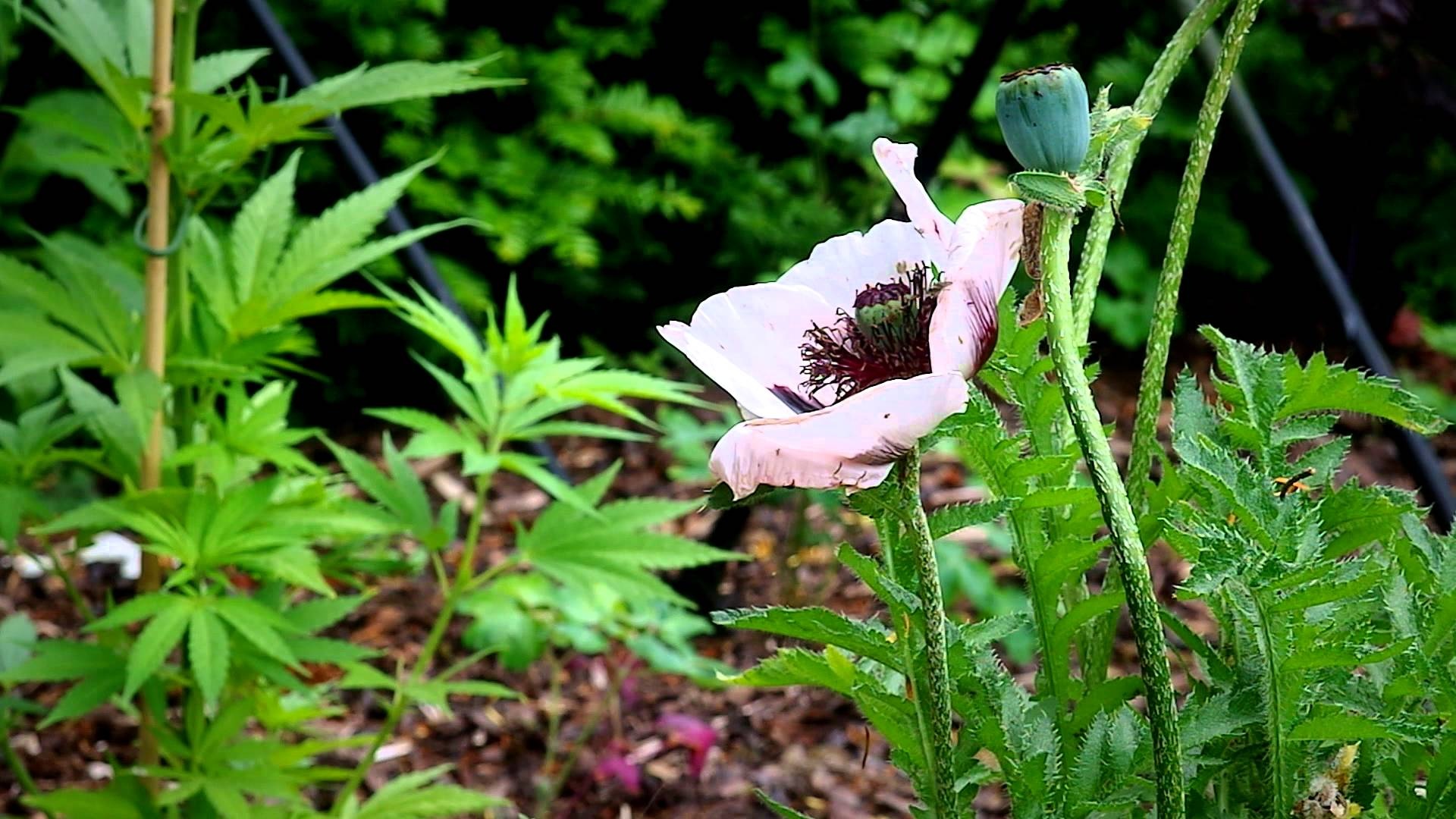 khu vuon nguy hiem nhat the gioi anh 12