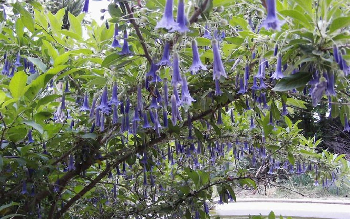 khu vuon nguy hiem nhat the gioi anh 14