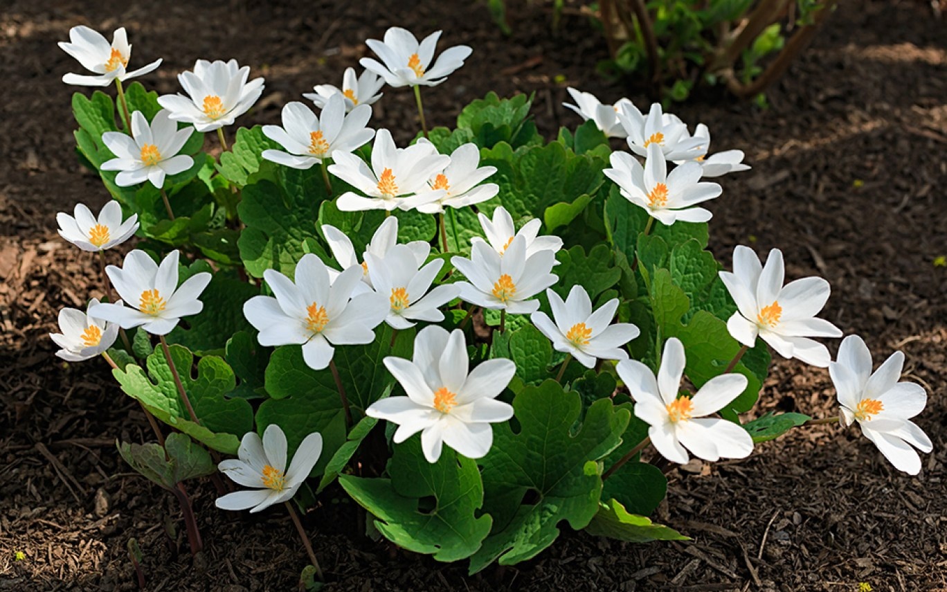 khu vuon nguy hiem nhat the gioi anh 11