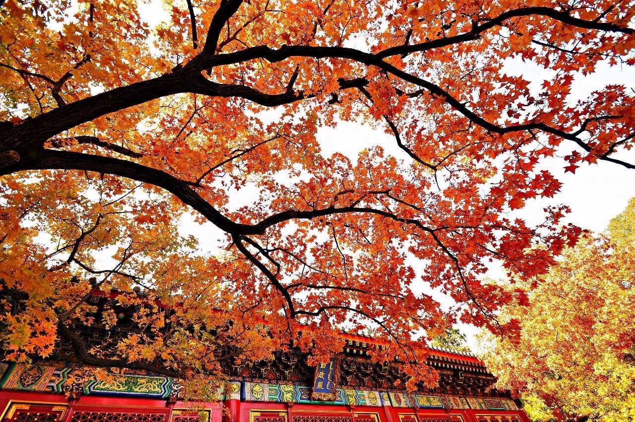 mua thu Trung Quoc anh 8