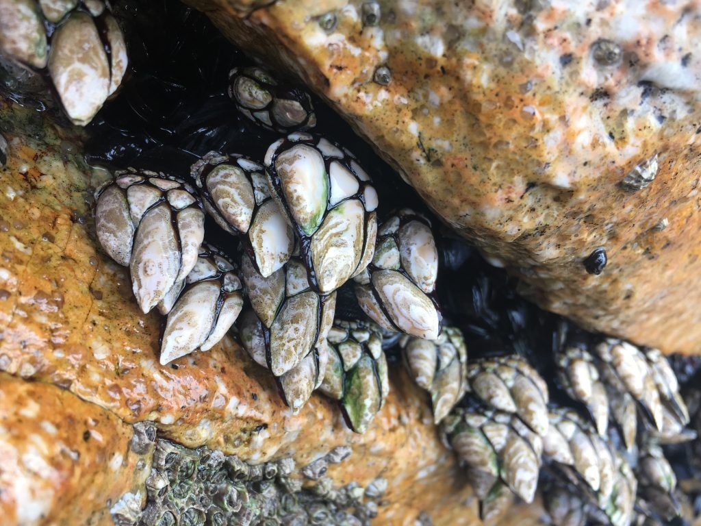 bi mat nghe san dang ho anh 1