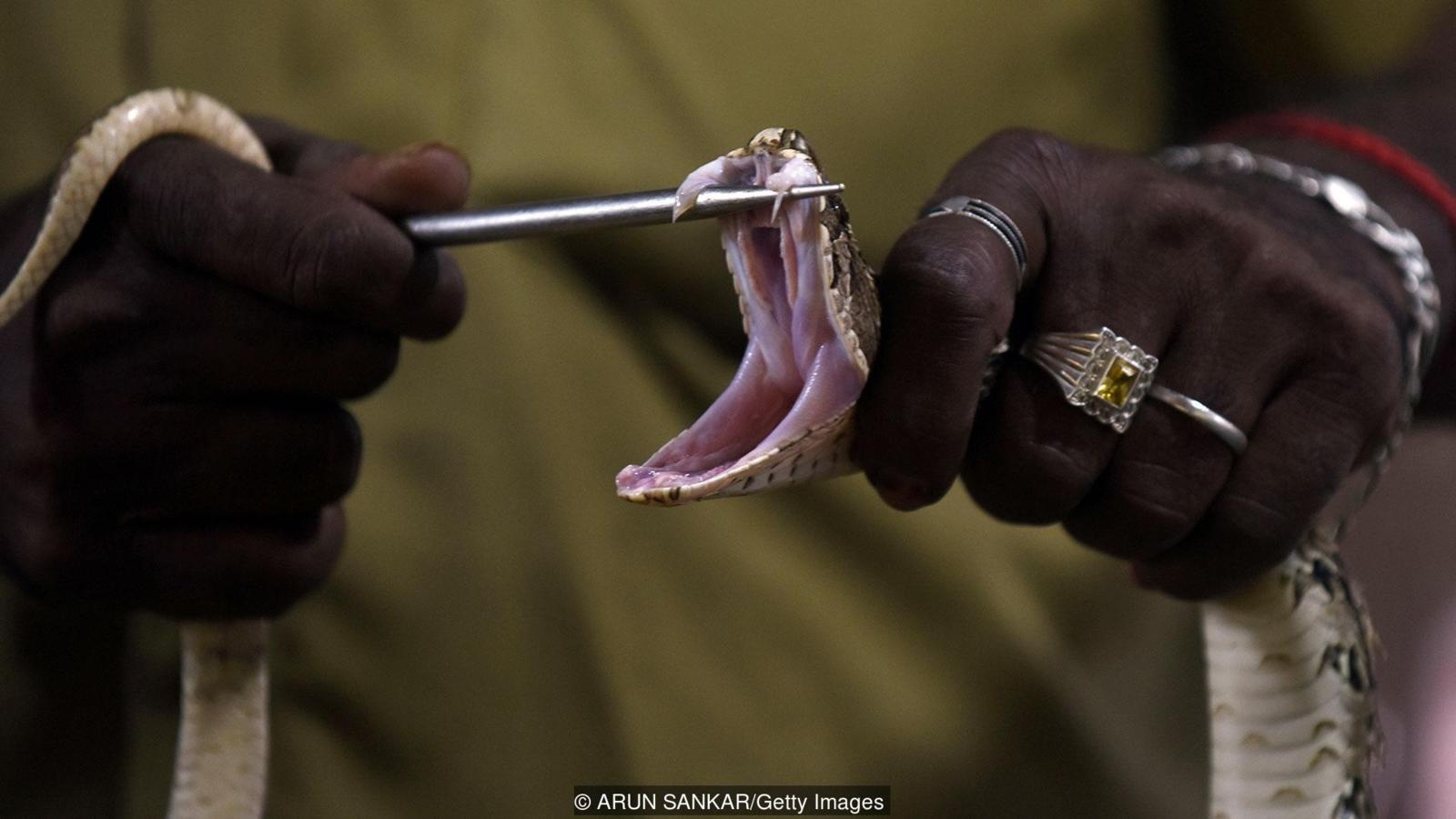 bo toc nguoi ran anh 6