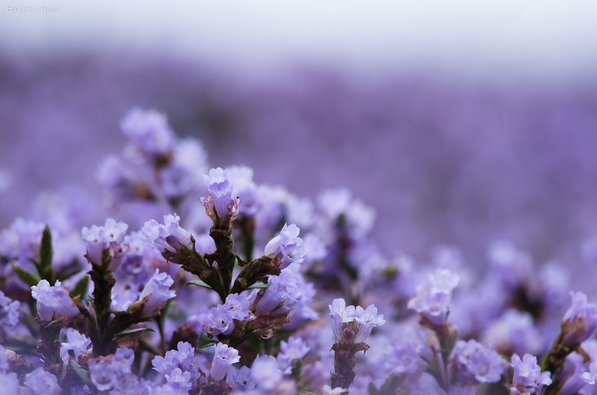 hoa 12 năm mới nở một lần ảnh 5 hoa 12 nam moi no mot lan anh 5