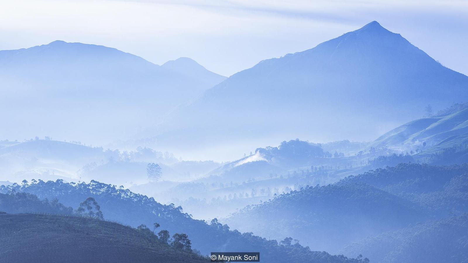 hoa 12 năm mới nở một lần ảnh 12 hoa 12 nam moi no mot lan anh 12