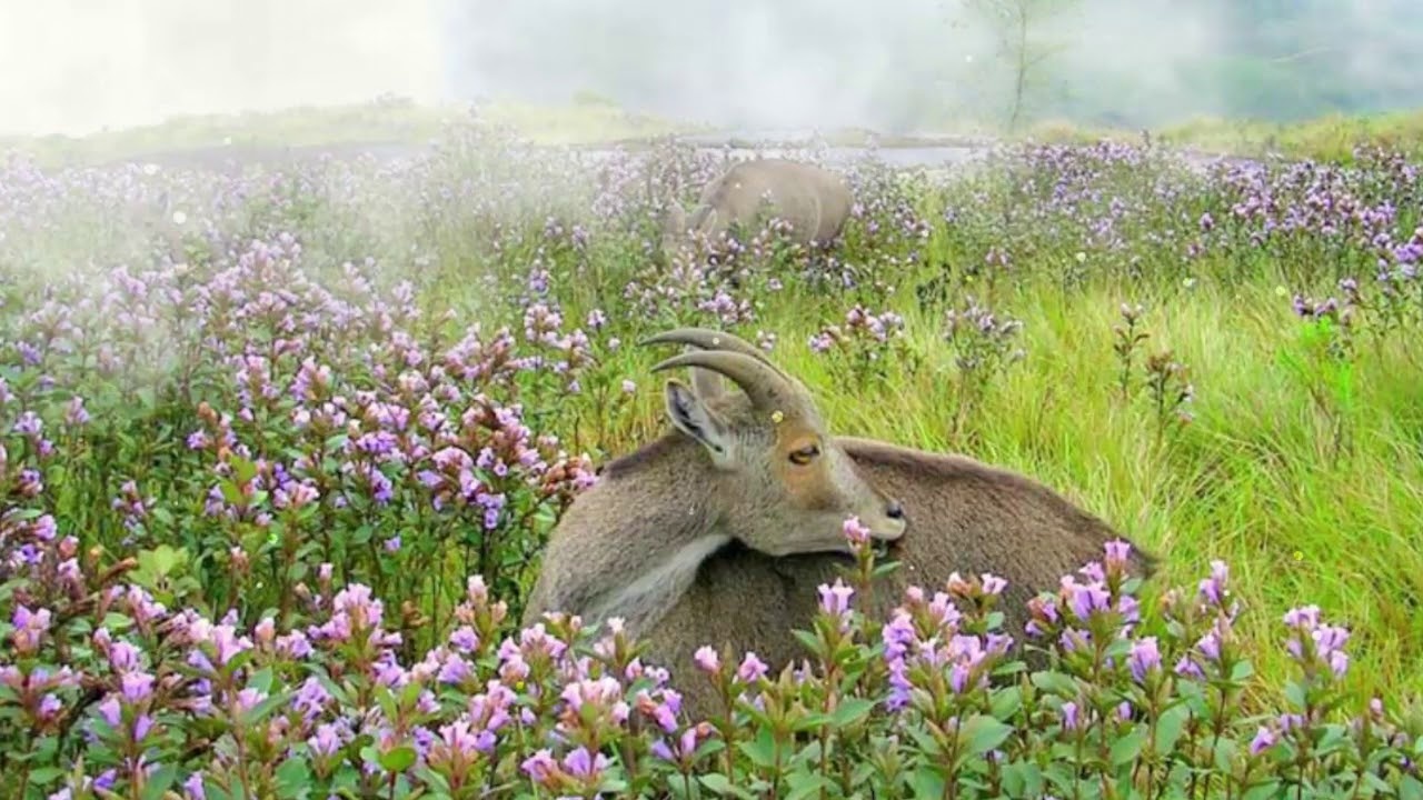 hoa 12 năm mới nở một lần ảnh 8 hoa 12 nam moi no mot lan anh 8