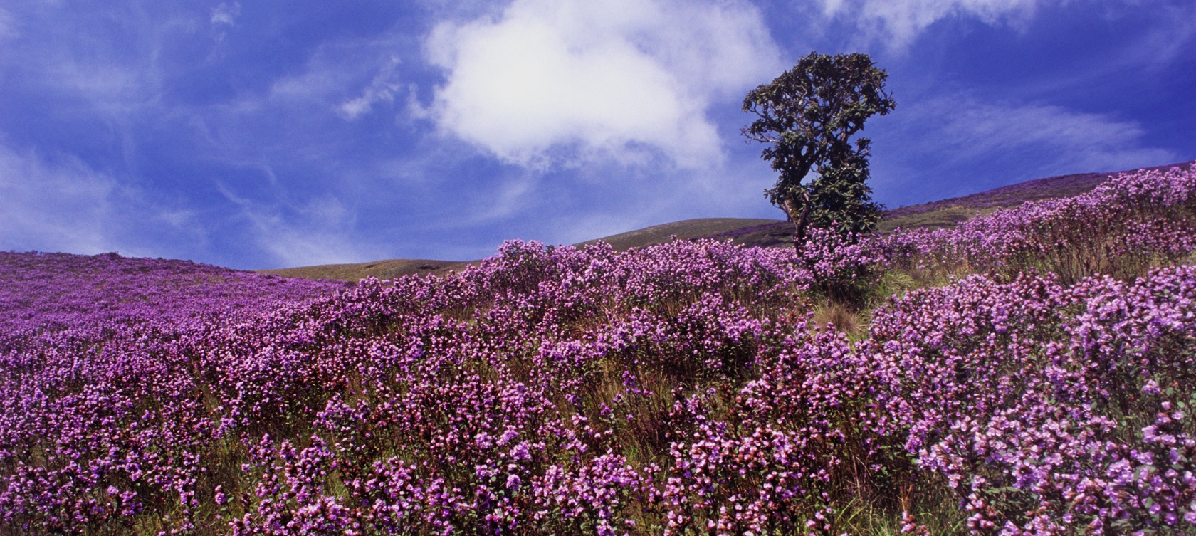 hoa 12 năm mới nở một lần ảnh 9 hoa 12 nam moi no mot lan anh 9