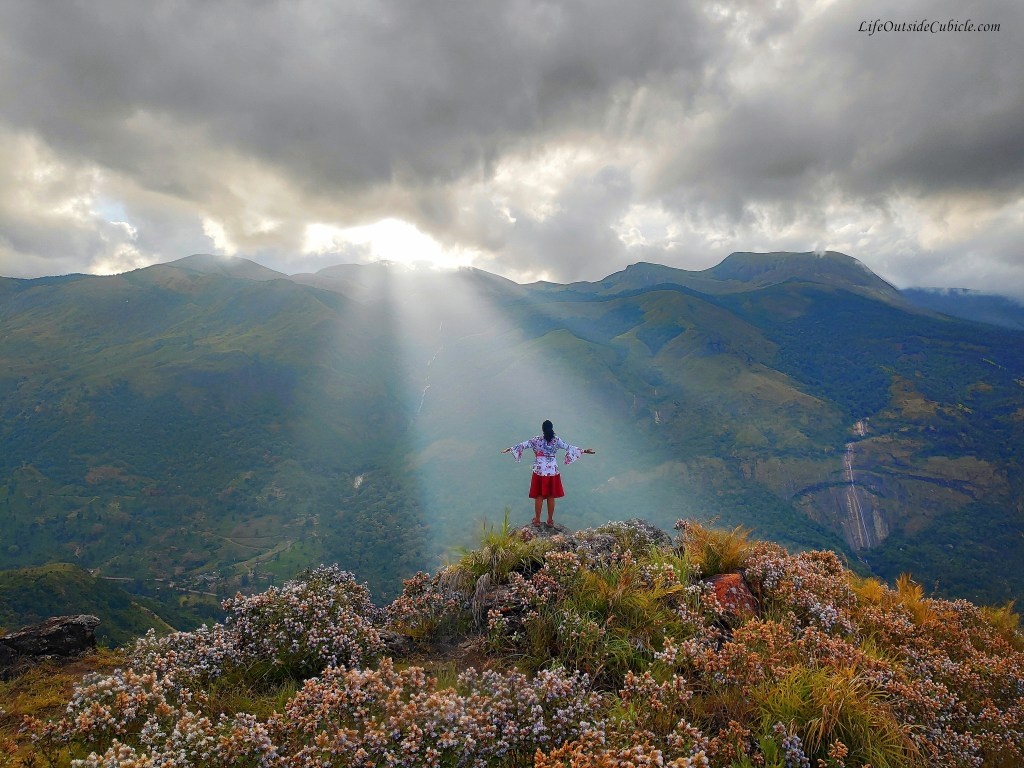 hoa 12 năm mới nở một lần ảnh 10 hoa 12 nam moi no mot lan anh 10