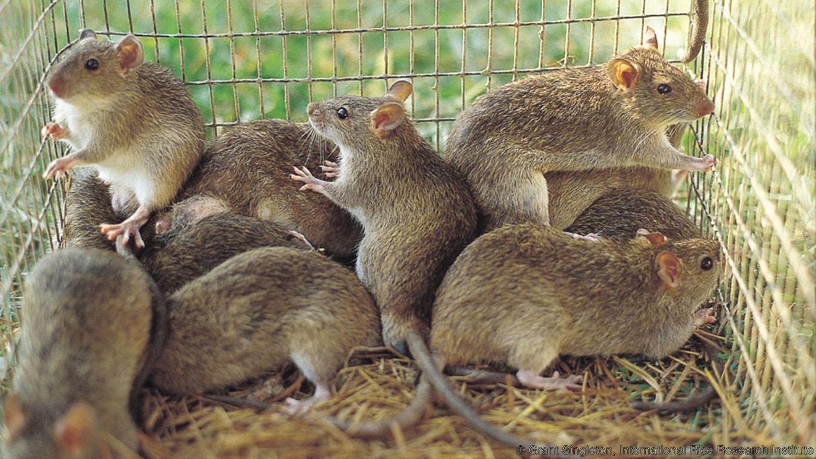 Khi thit chuot la mon ngon thuong hang hinh anh