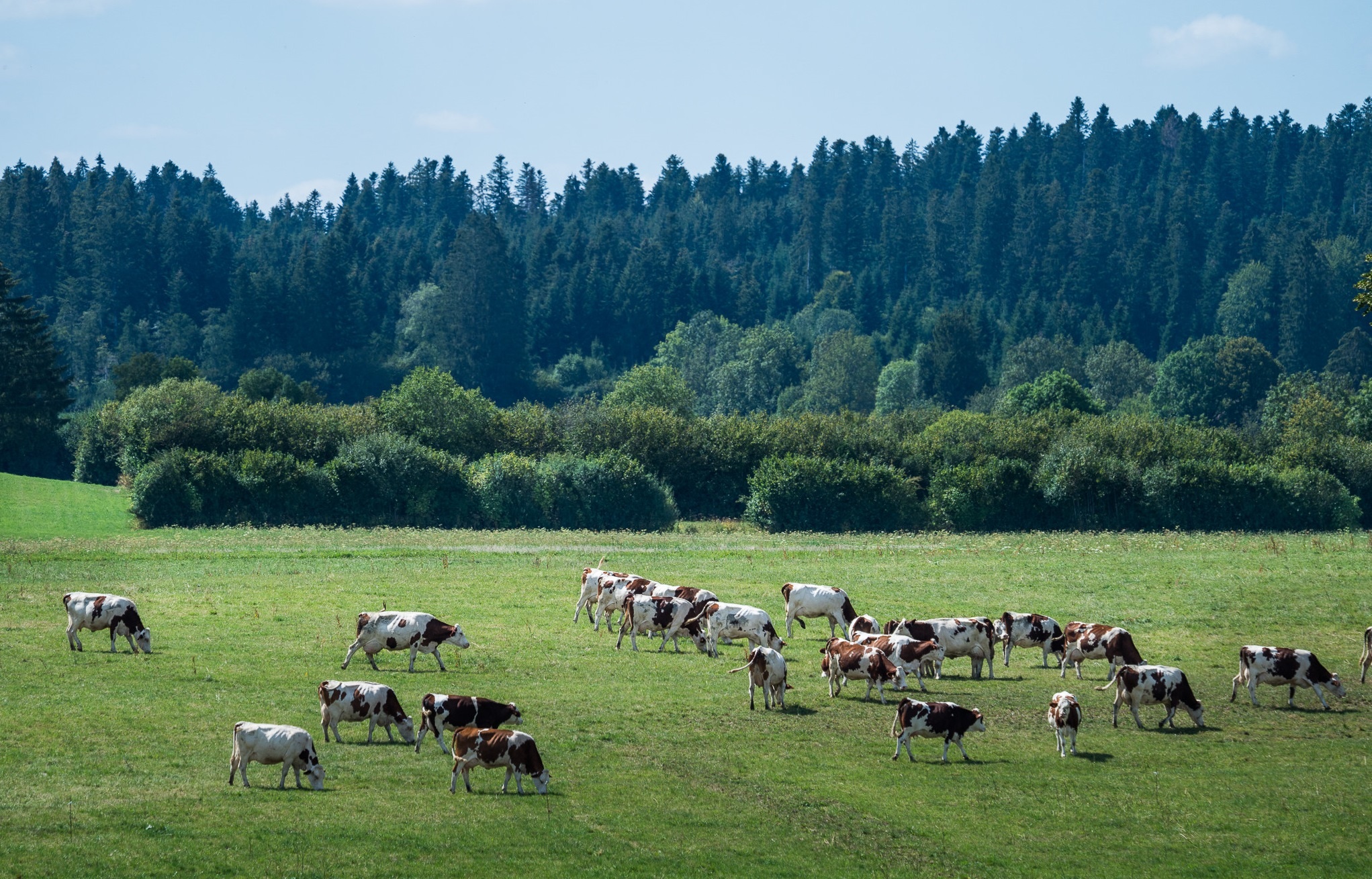 thanh pho Paris hoa le anh 9