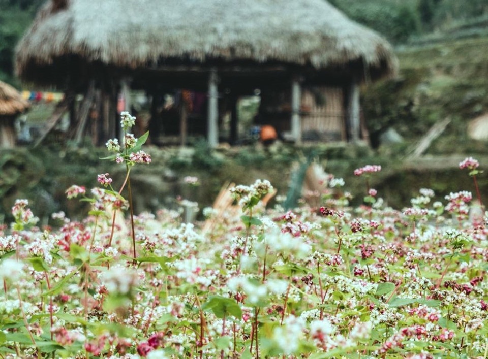 hoa tam giác mạch ảnh 2 hoa tam giac mach anh 2
