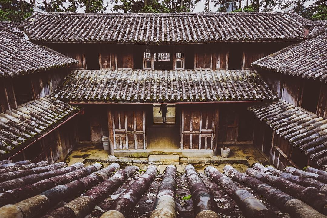 hoa tam giác mạch ảnh 4 hoa tam giac mach anh 4
