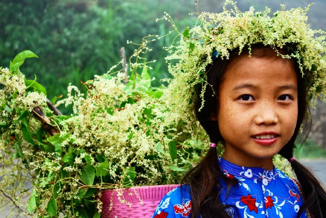 hoa tam giác mạch ảnh 7 hoa tam giac mach anh 7